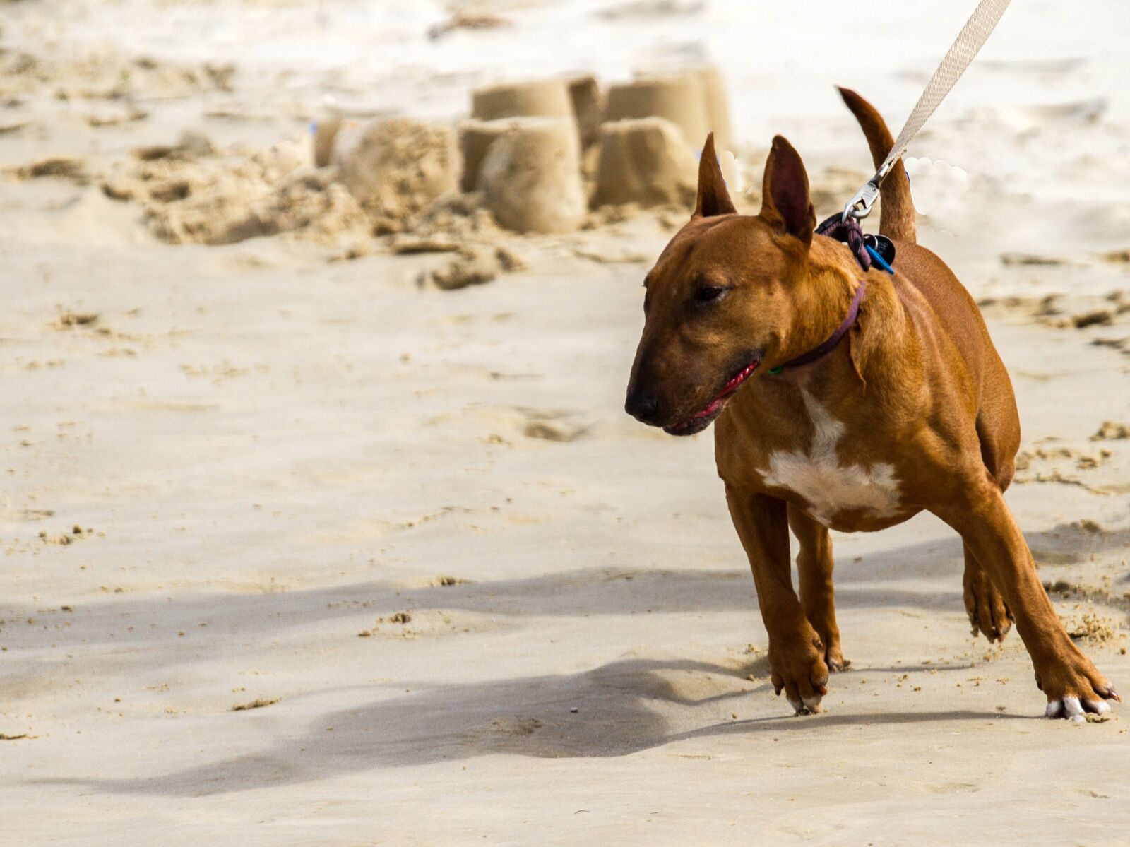 Canon EOS 7D + Canon EF 70-200mm F4L IS USM sample photo. Dog, miniature, bull terrier photography