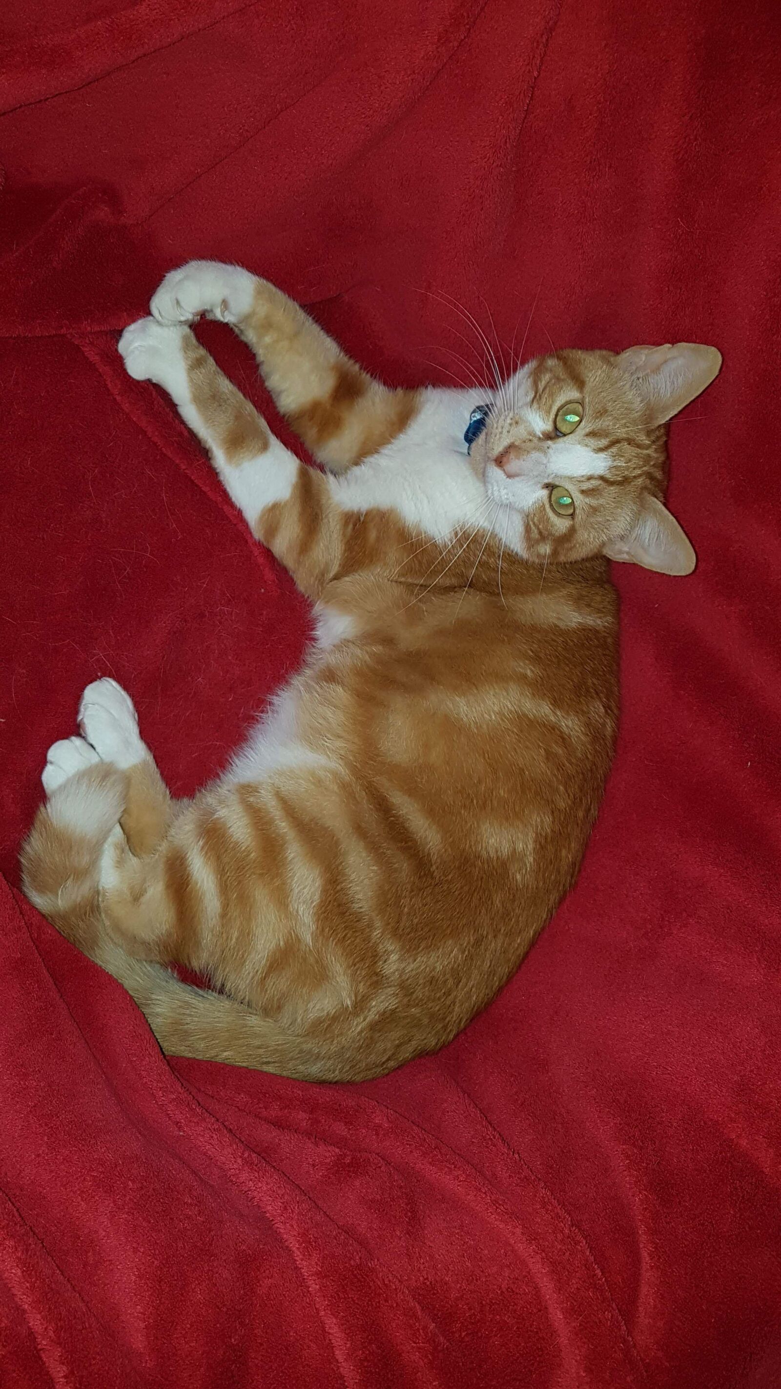 Samsung Galaxy S7 sample photo. Ginger and white cat photography