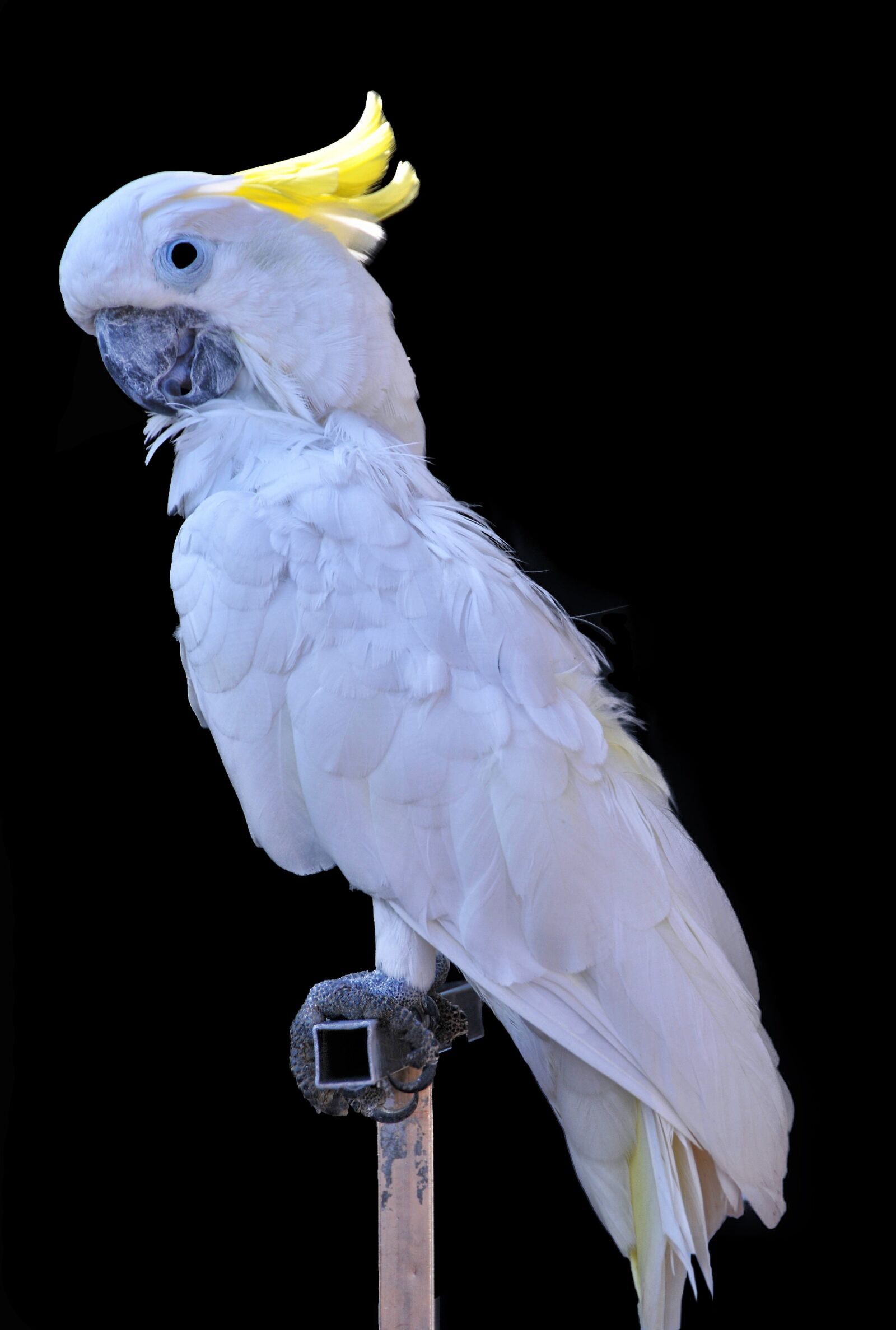 Nikon D300 sample photo. Cacatua alba, cacatoes, white photography