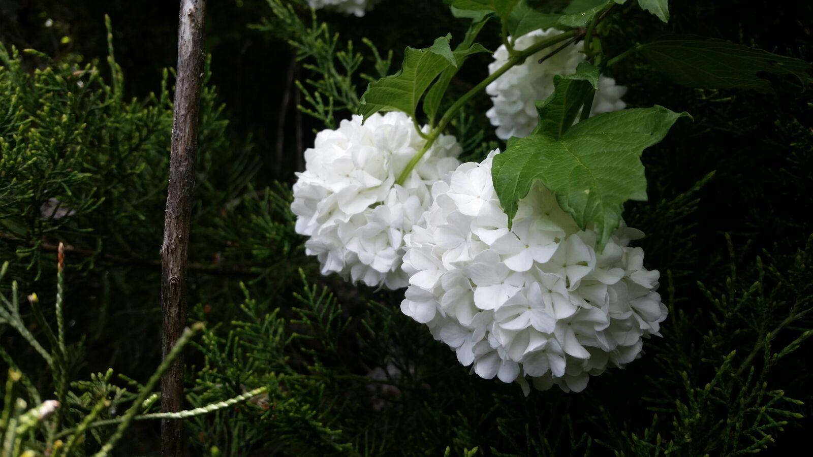 Samsung Galaxy S5 sample photo. Background, white, pretty photography