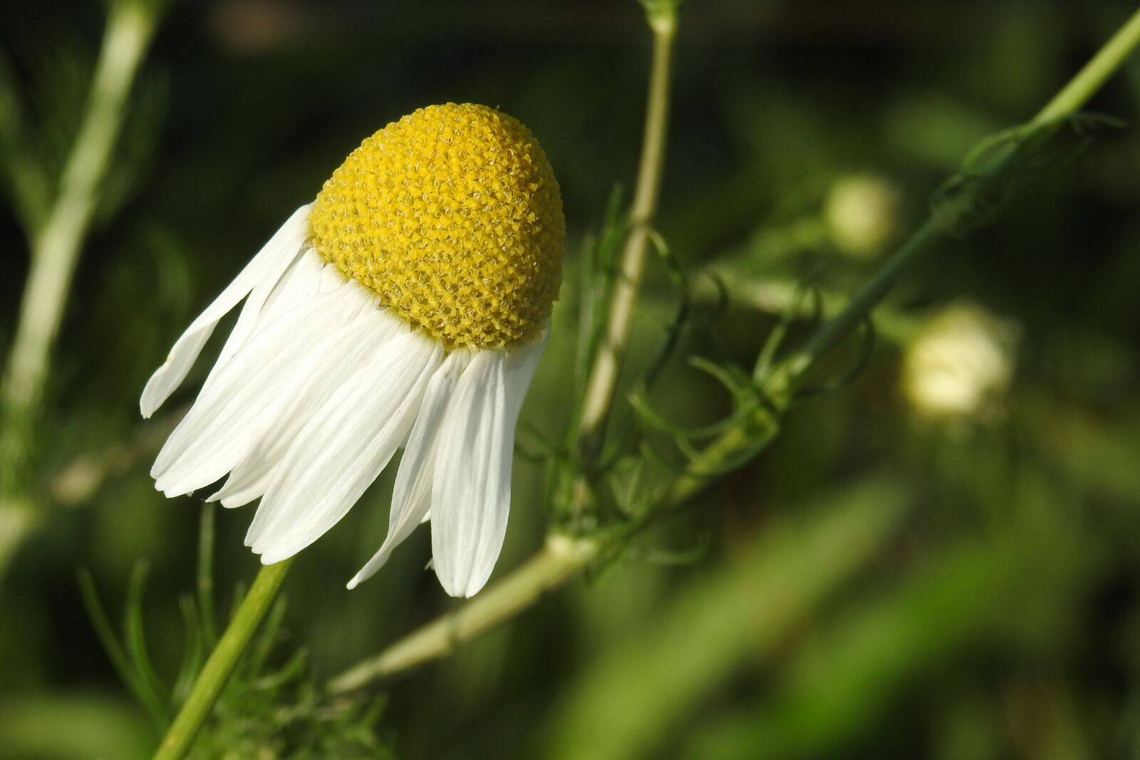 Nikon Coolpix P900 sample photo. Chamomile, chamomile flower, composites photography
