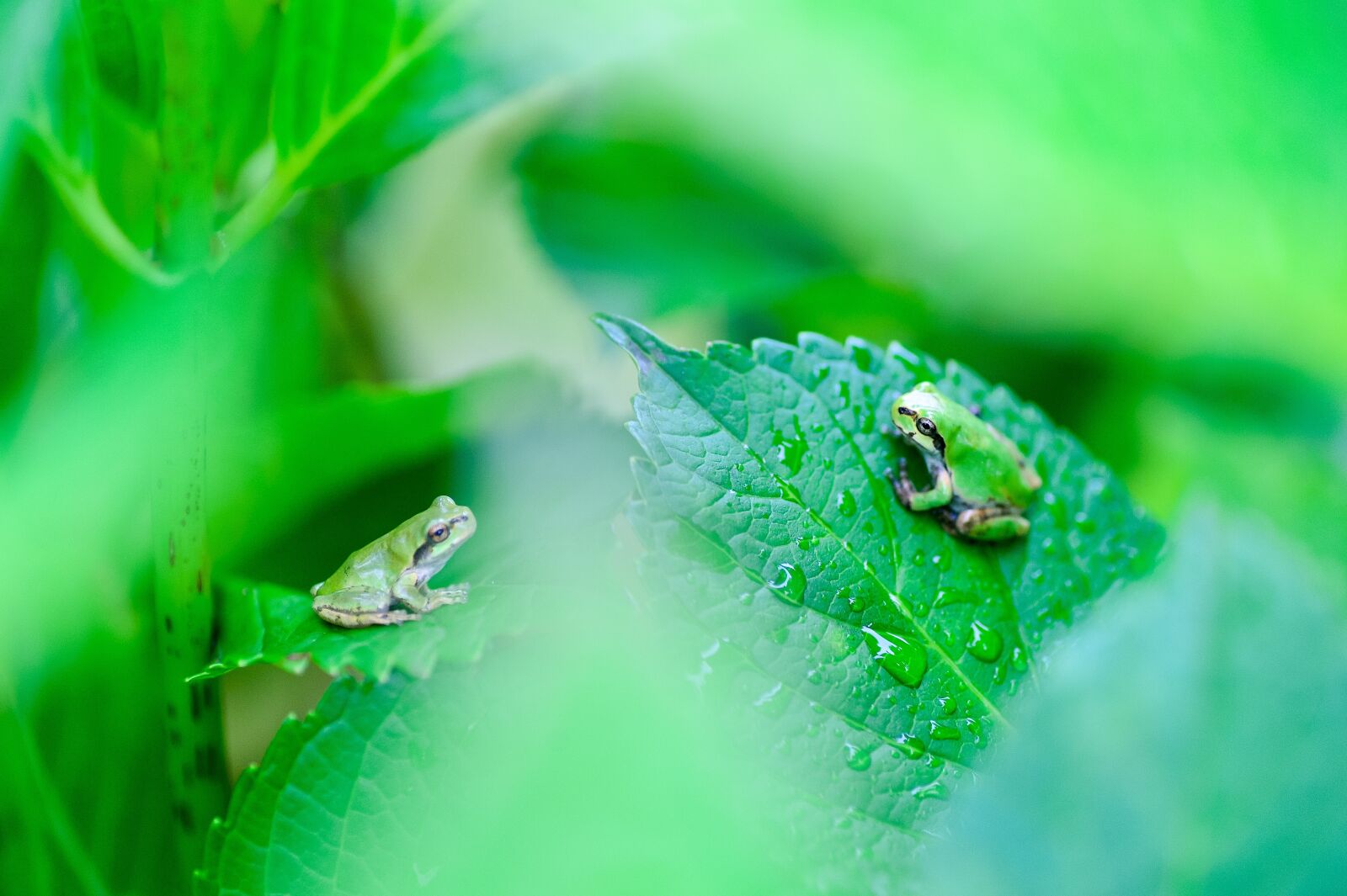 Nikon Df sample photo. Natural, plant, green photography