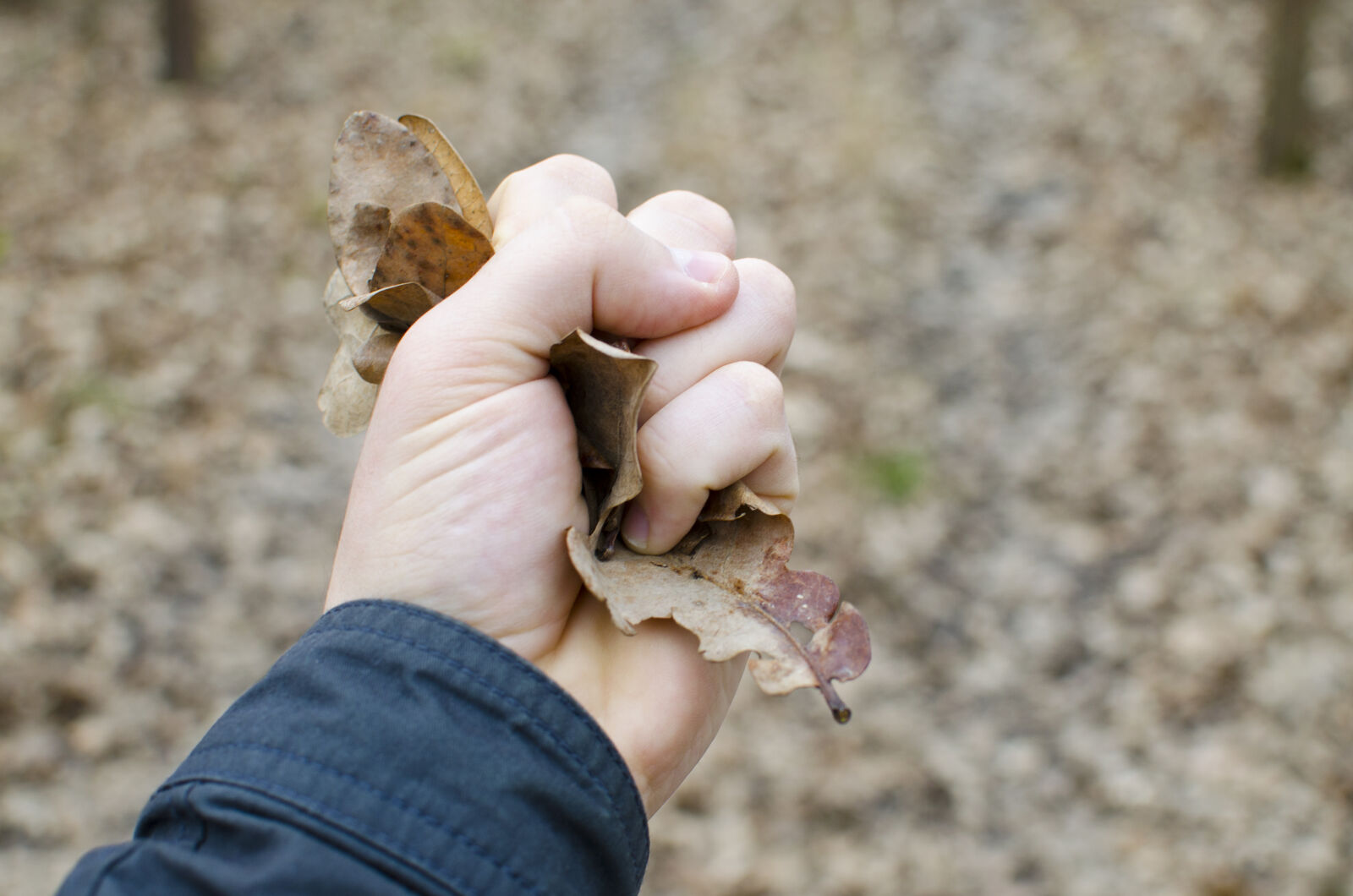 Nikon D5100 + Nikon AF-S DX Nikkor 35mm F1.8G sample photo. Angry, bark, brown, forest photography