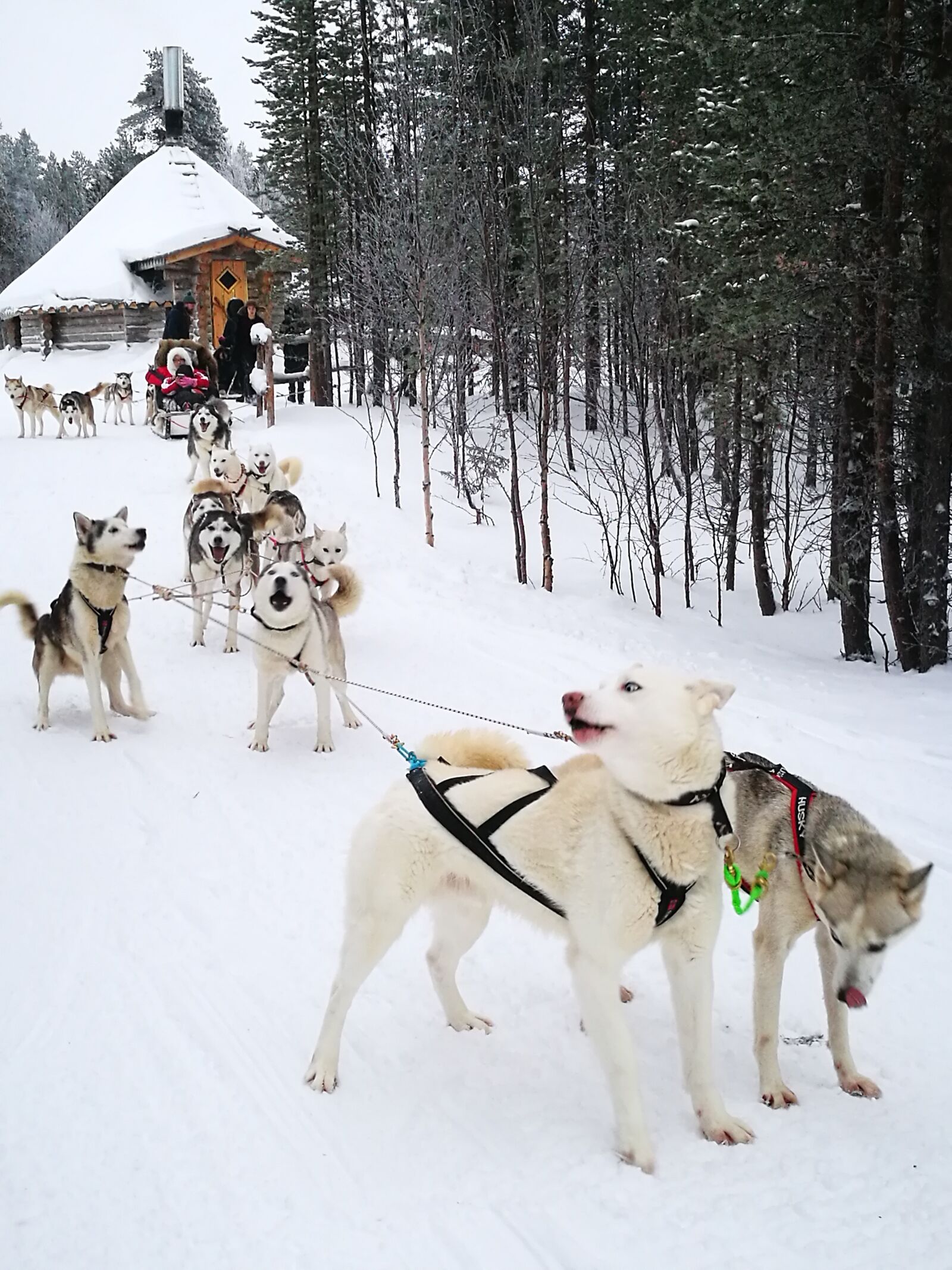 HUAWEI P9 sample photo. Dogs, husky, sled dog photography