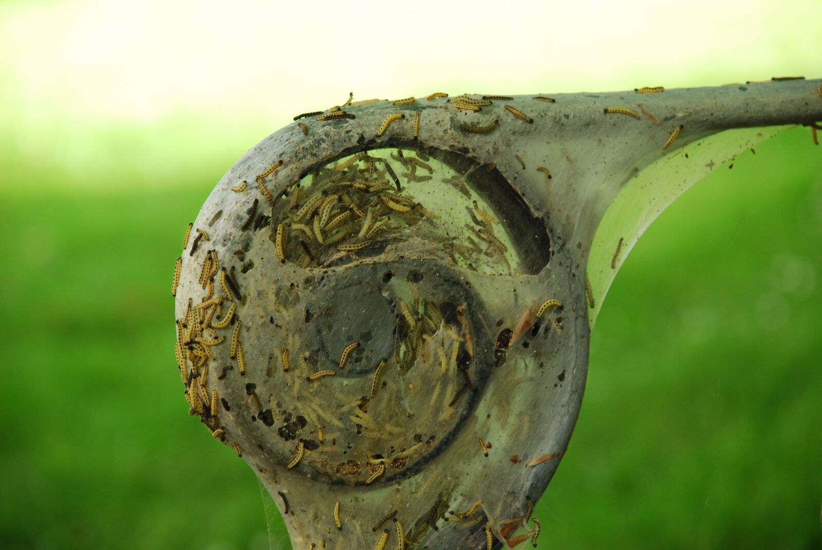 Nikon D40X sample photo. Caterpillars, transience, old photography
