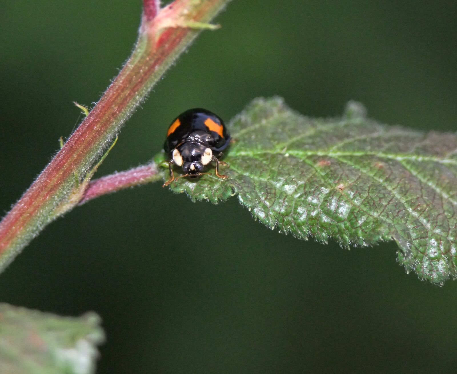 FujiFilm FinePix S200EXR (FinePix S205EXR) sample photo. Ladybird, macro, nature photography
