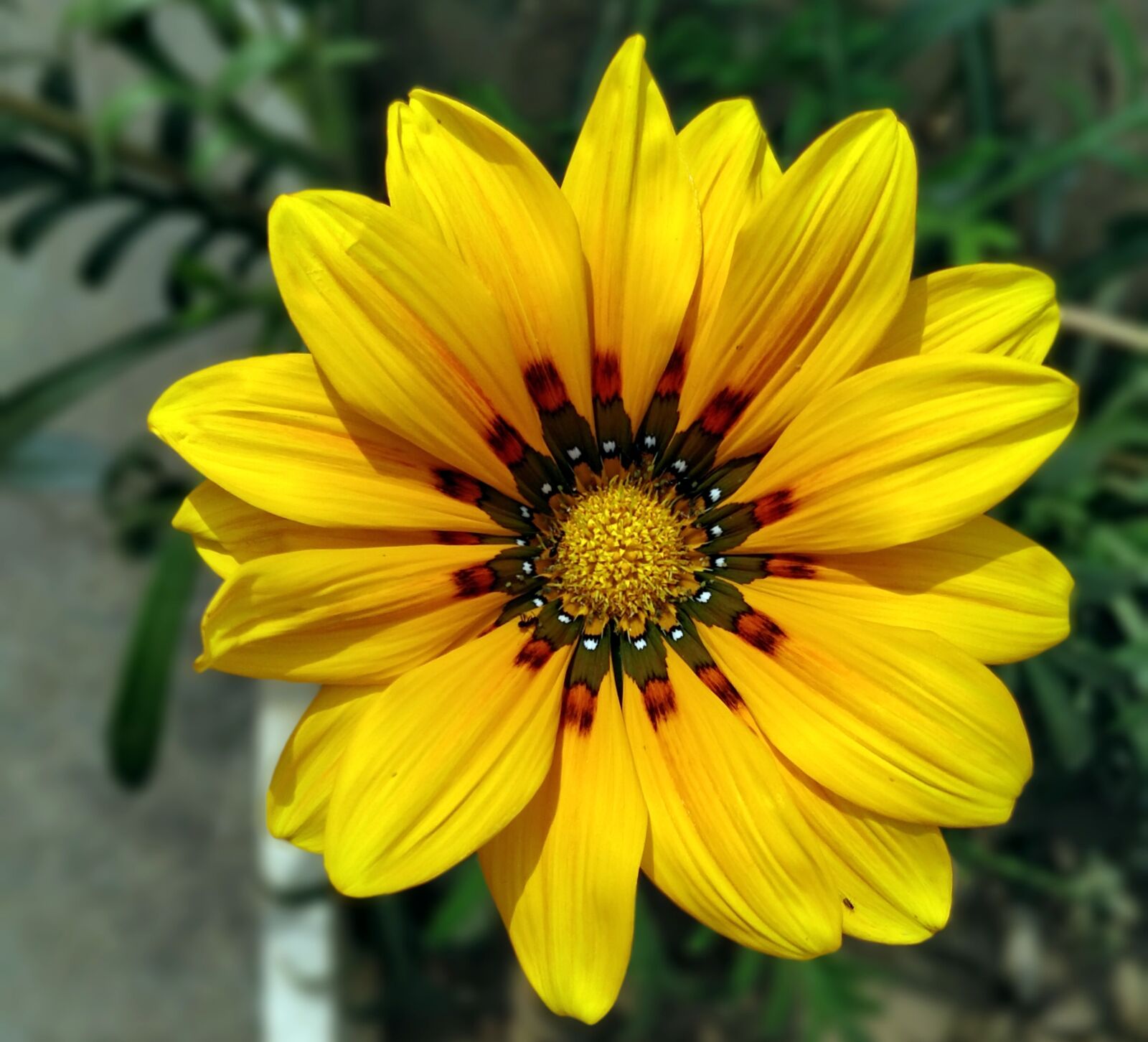 OnePlus 5 sample photo. Flower, nature, flora photography