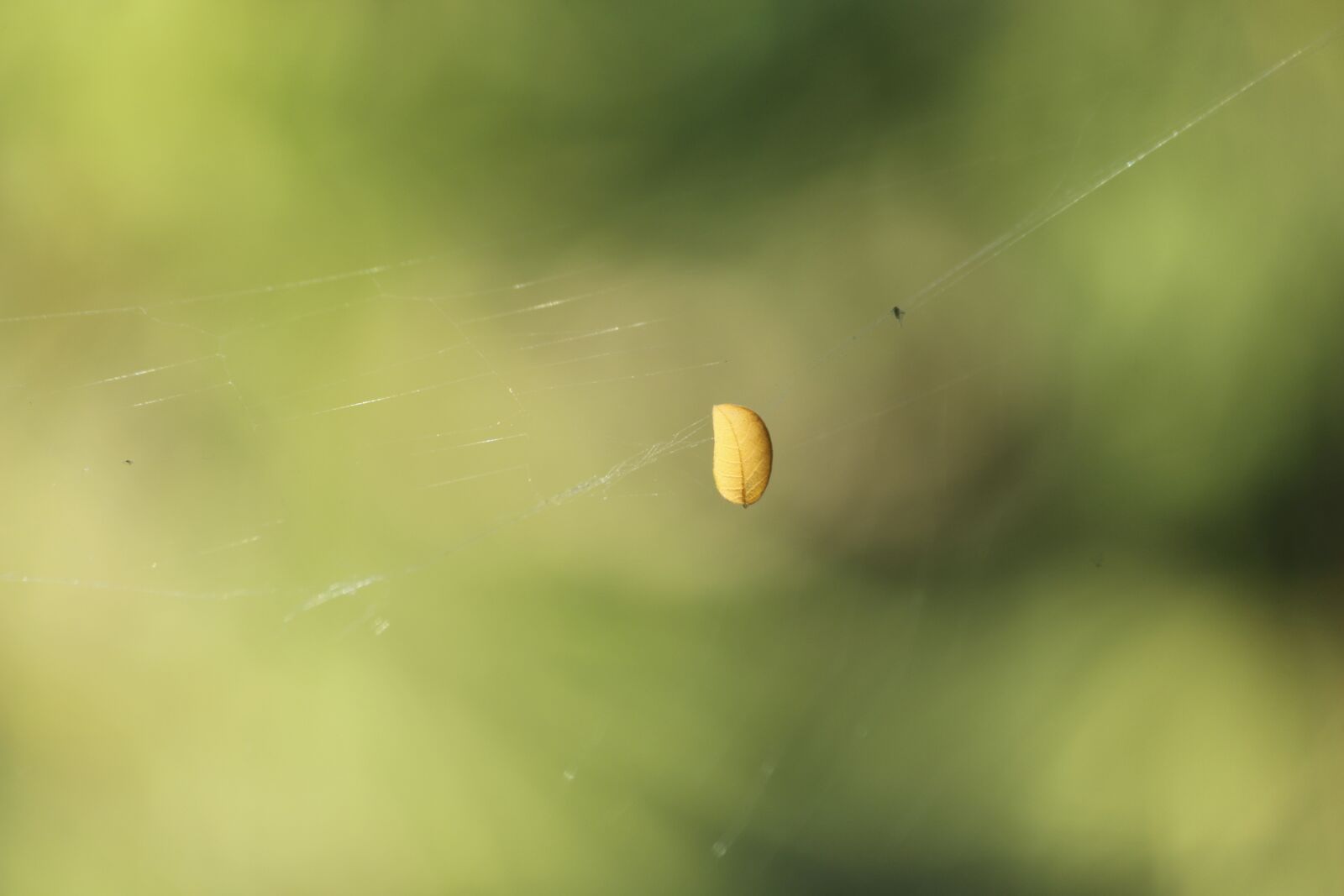 Canon EOS 700D (EOS Rebel T5i / EOS Kiss X7i) sample photo. Nature, blur, leaf photography