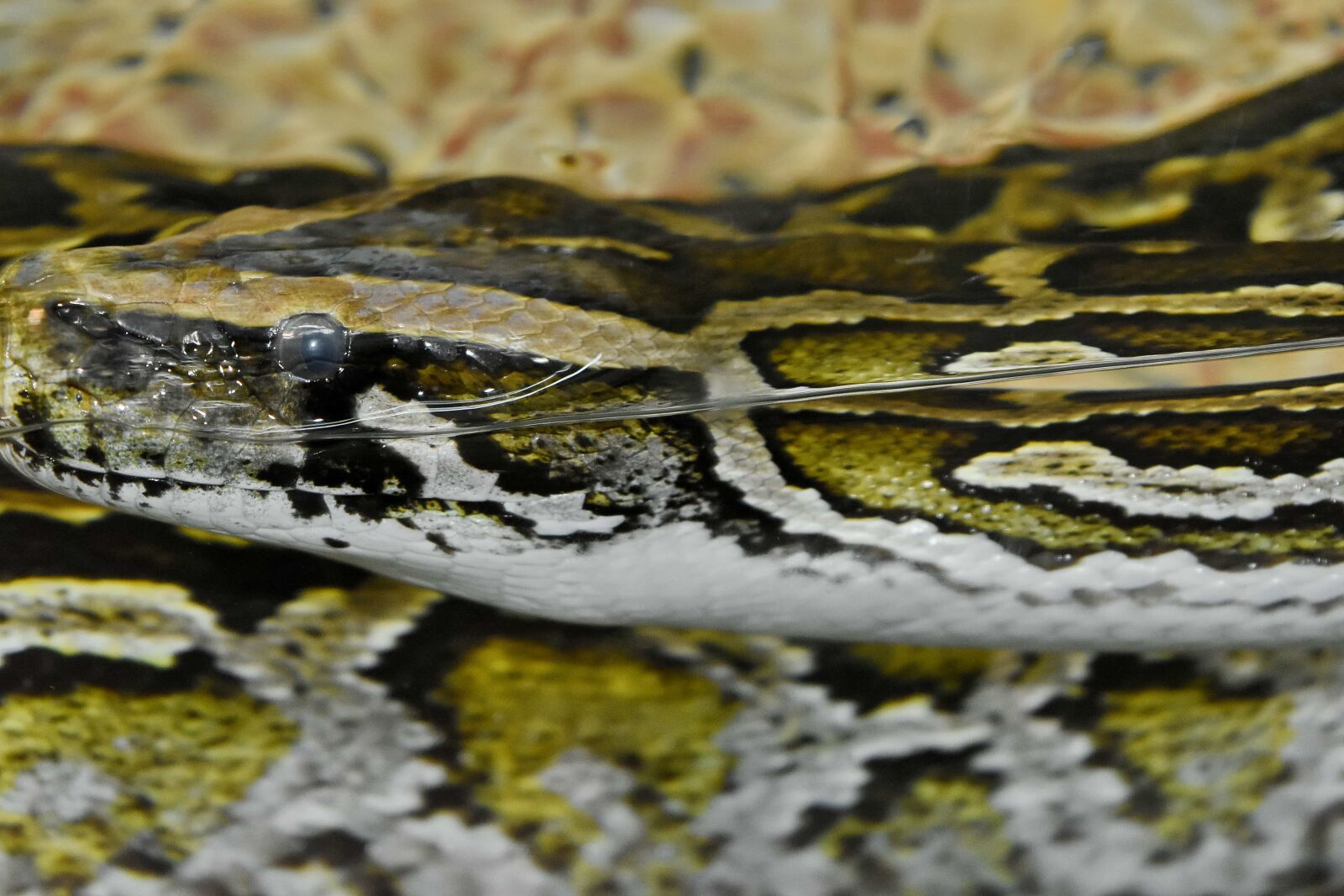Nikon D5500 sample photo. Underwater, snake, nature, reptile photography