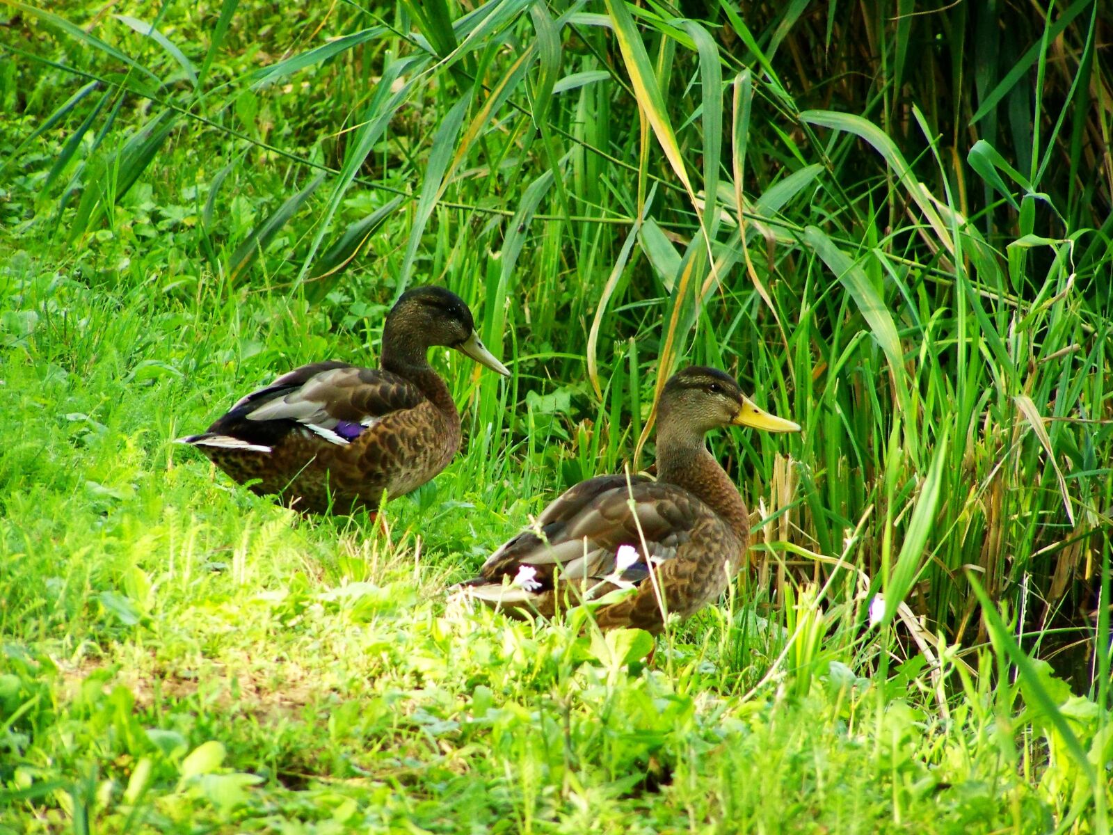 Kodak EASYSHARE ZD710 ZOOM DIGITAL CAMERA sample photo. Mallards, mallard ducks, water photography
