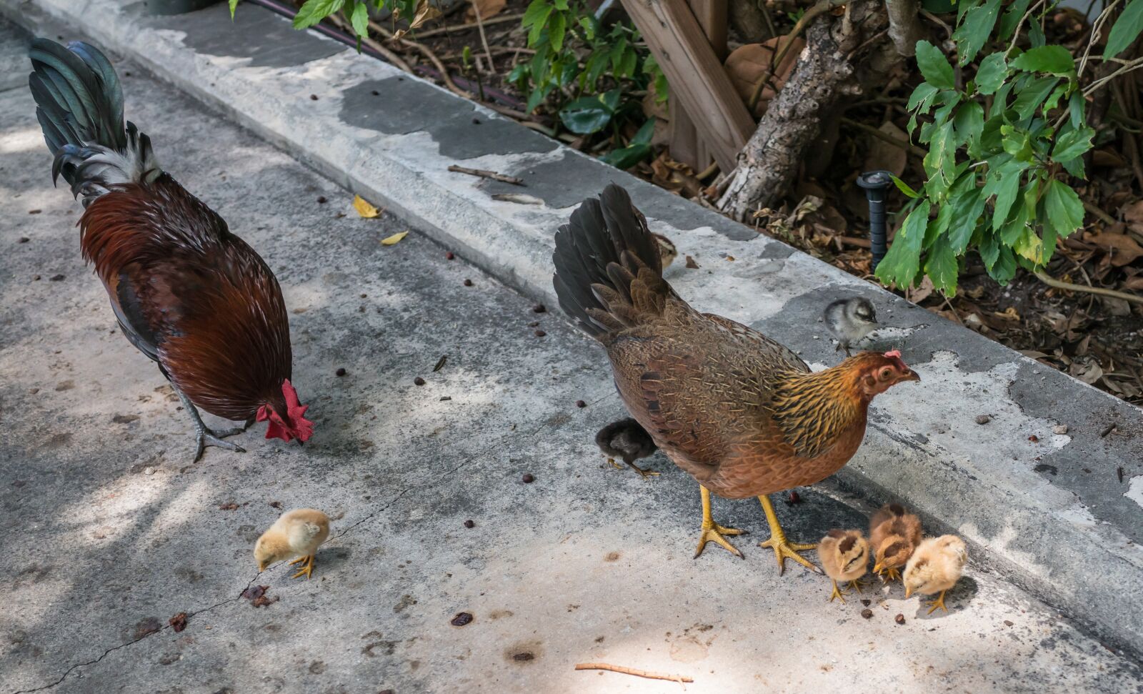 Sony Cyber-shot DSC-RX1R II sample photo. Chicken, rooster, chicks photography