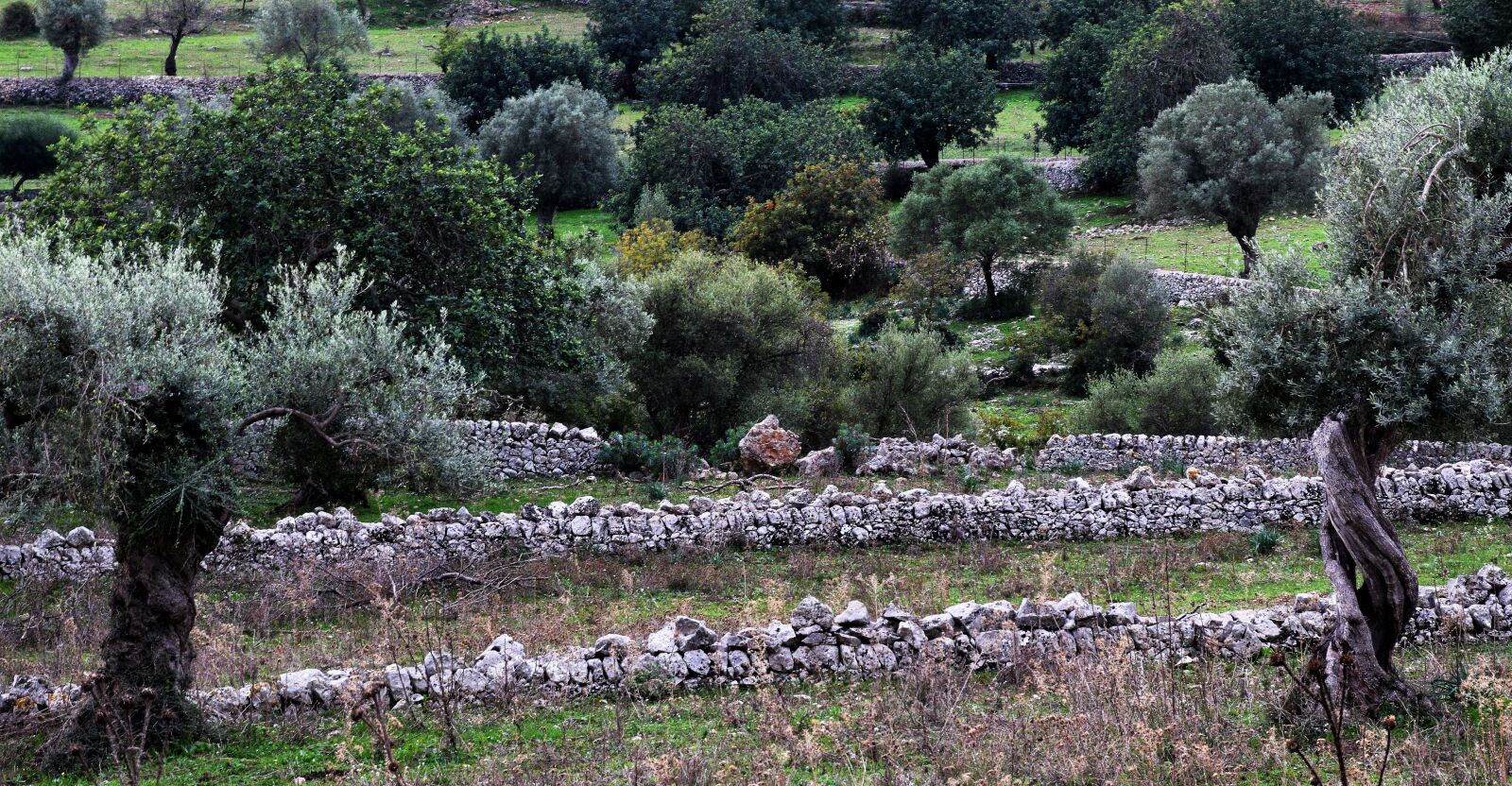Nikon D5300 sample photo. Olive tree, walls, dry photography