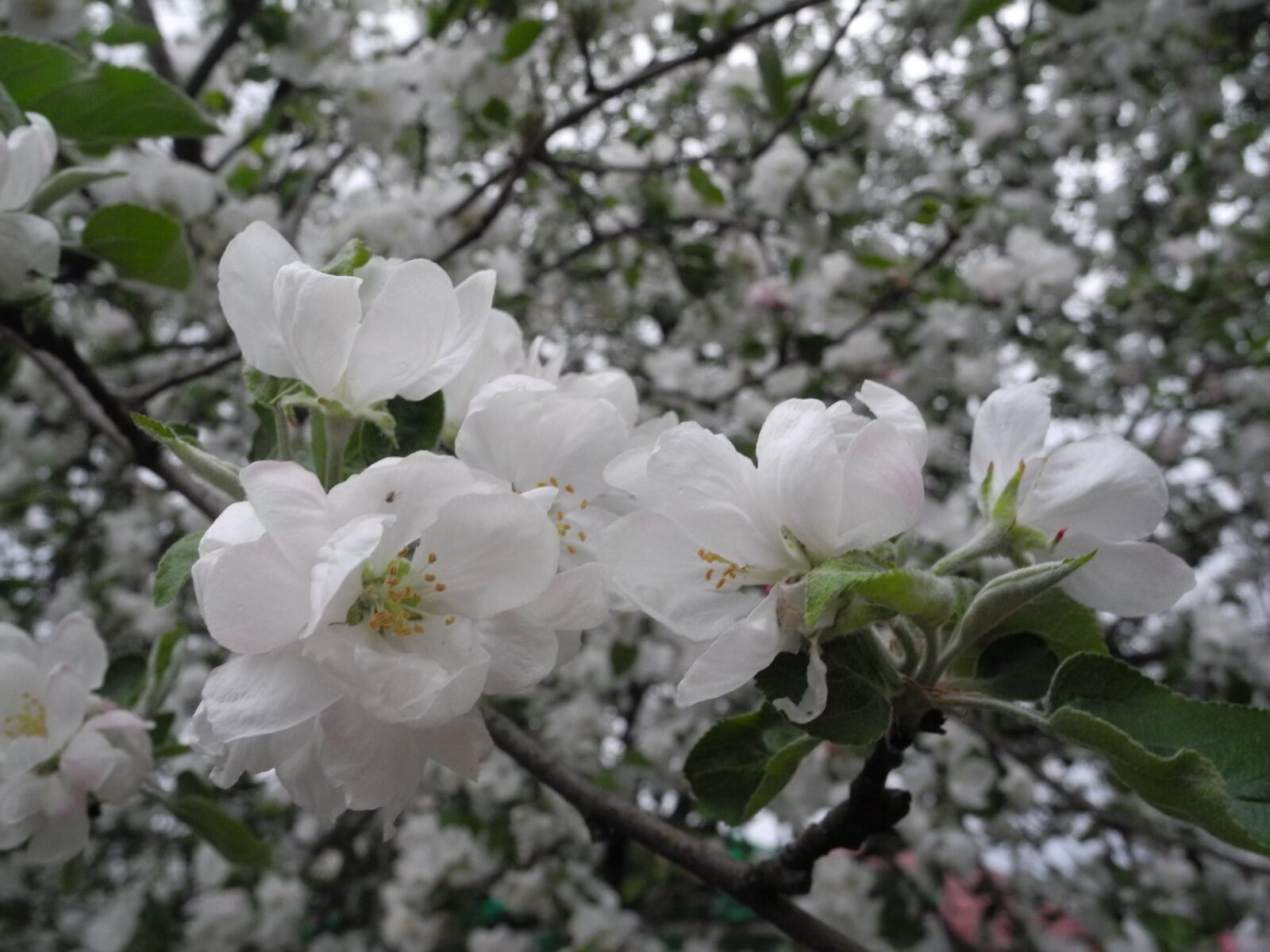 Nikon Coolpix P7100 sample photo. Flowers, apple tree, apple photography