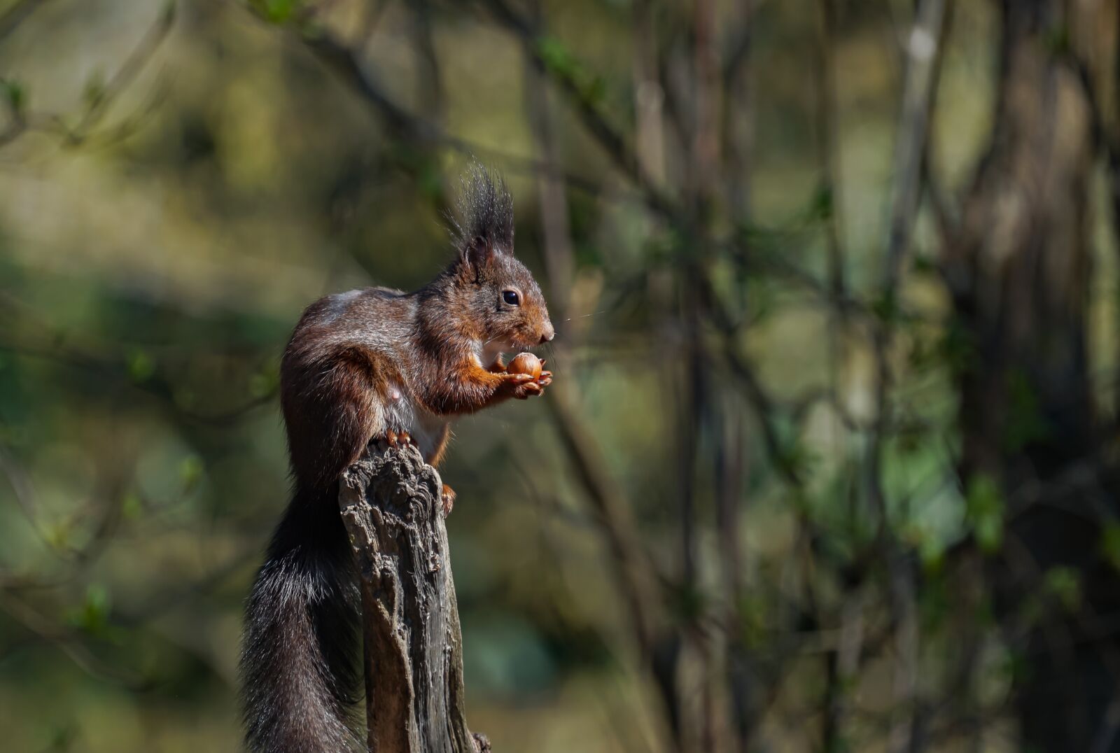 Sony a6500 sample photo. Squirrel, tree stump, nut photography
