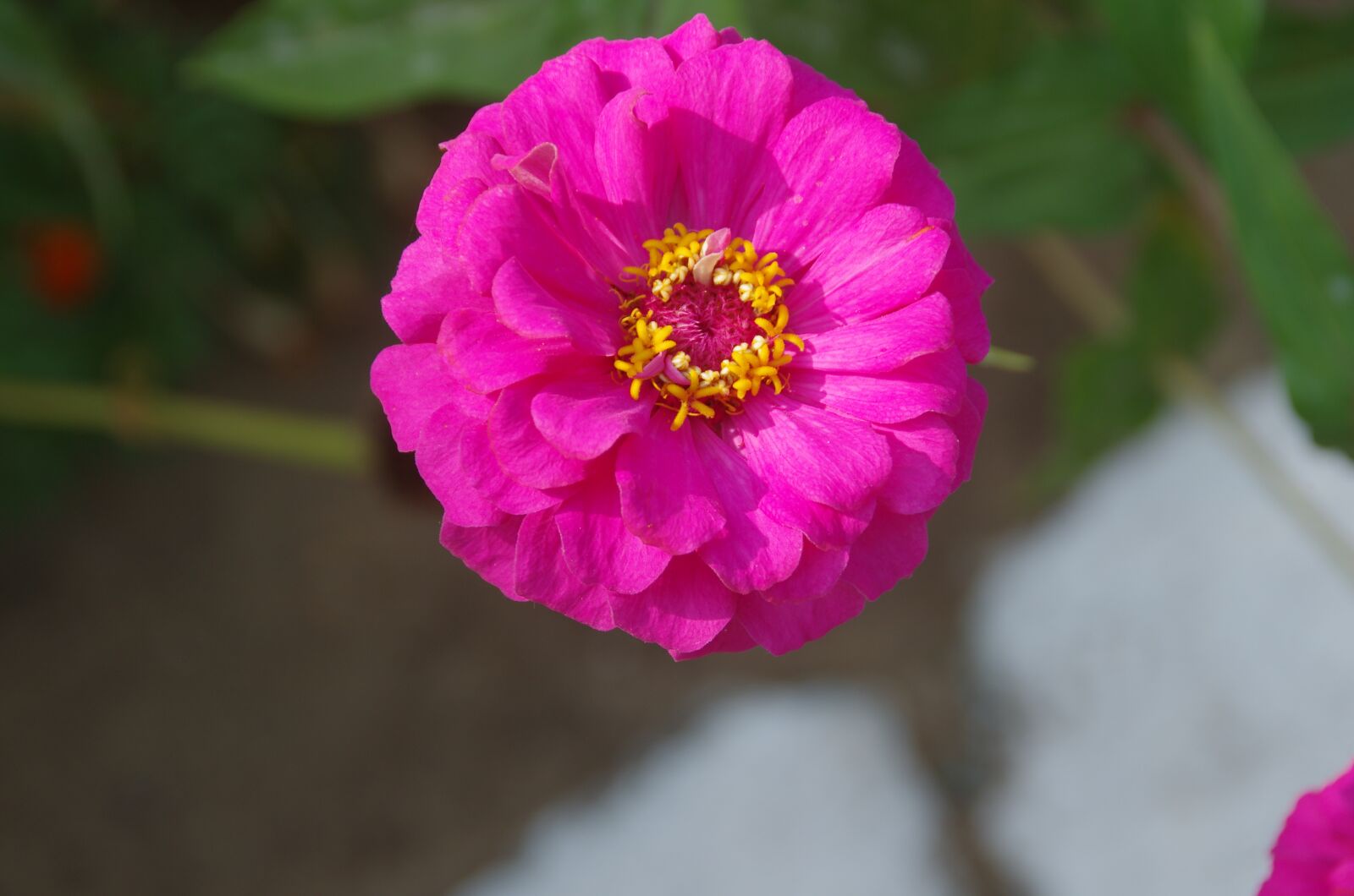 Pentax K-5 sample photo. Zinnia, elegans, asteraceae photography