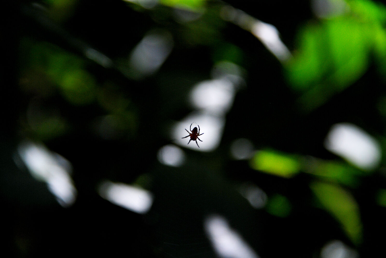 Nikon D40X sample photo. Dark, spider photography