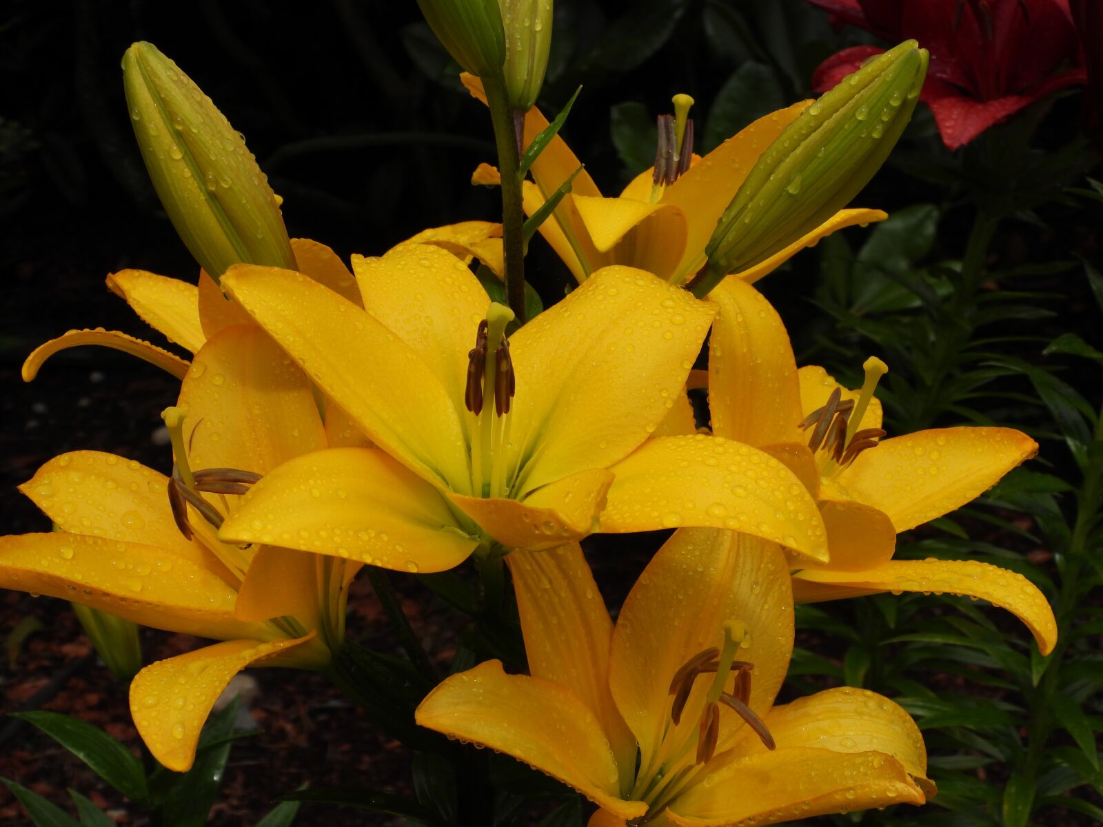 Nikon Coolpix P1000 sample photo. Lilies, yellow, flowers photography
