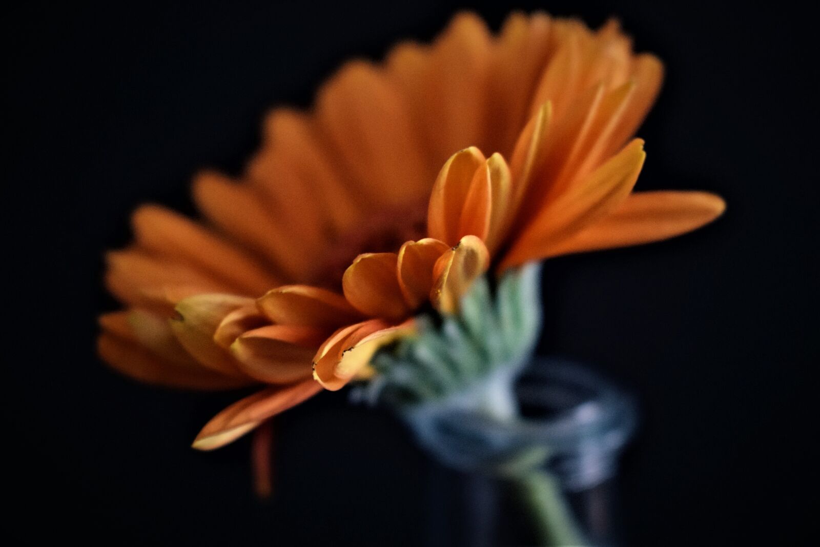 Nikon D3300 sample photo. No person, nature, plant photography