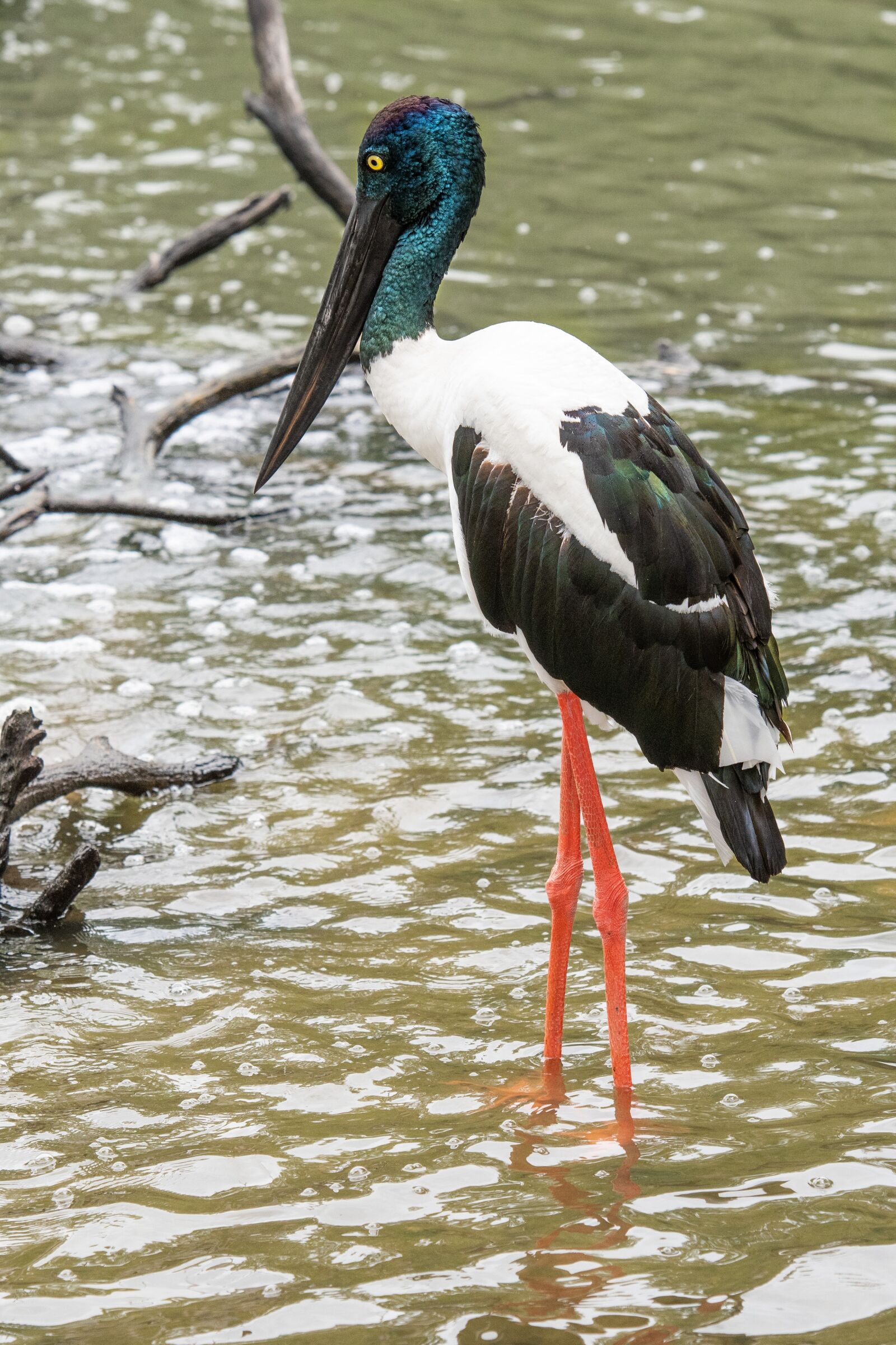 Nikon D500 sample photo. Jabiru, outback, bird photography