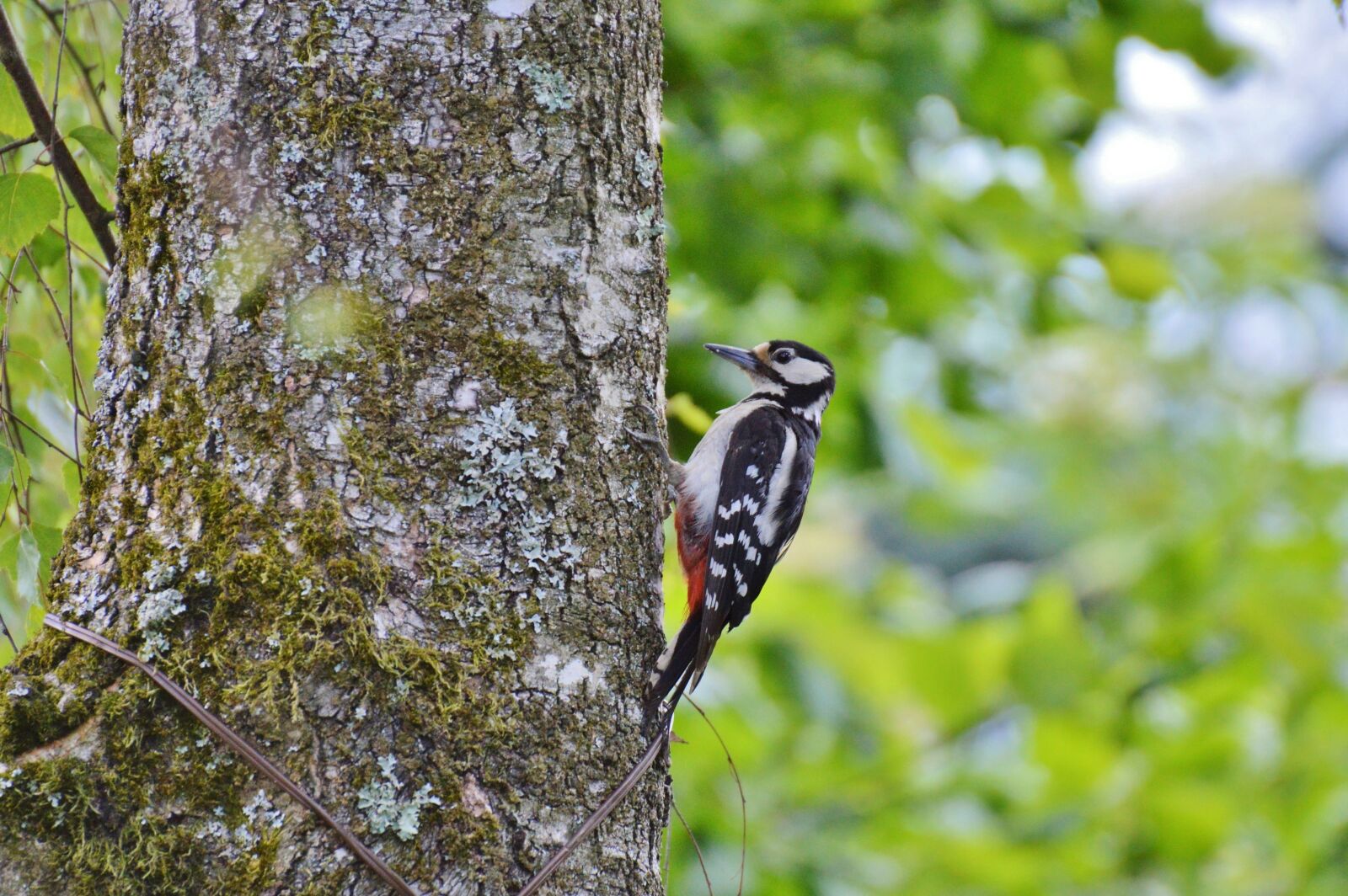 Nikon D3200 sample photo. Woodpecker, great spotted woodpecker photography
