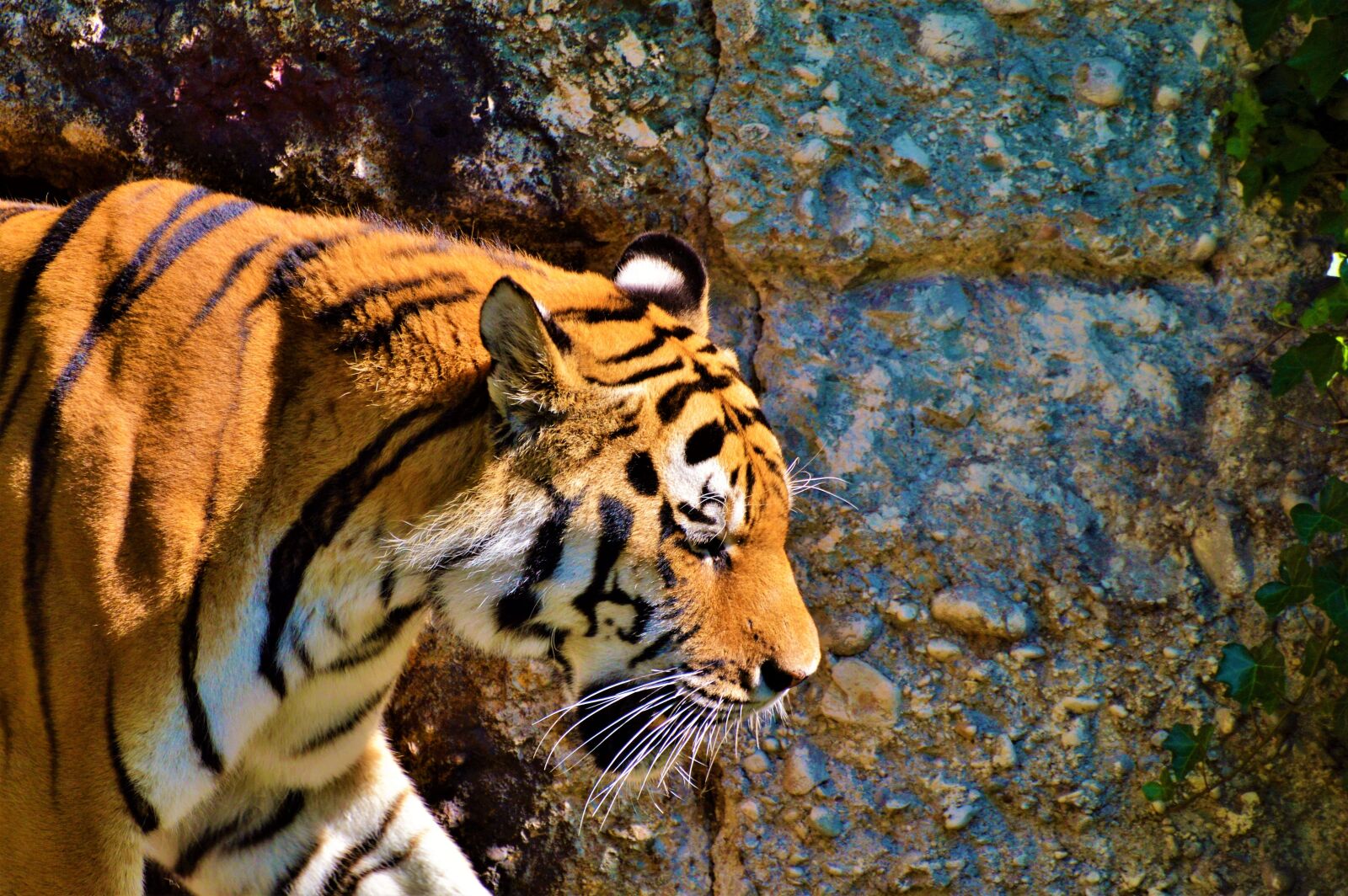 Nikon D3200 sample photo. Tiger, big cat, cat photography
