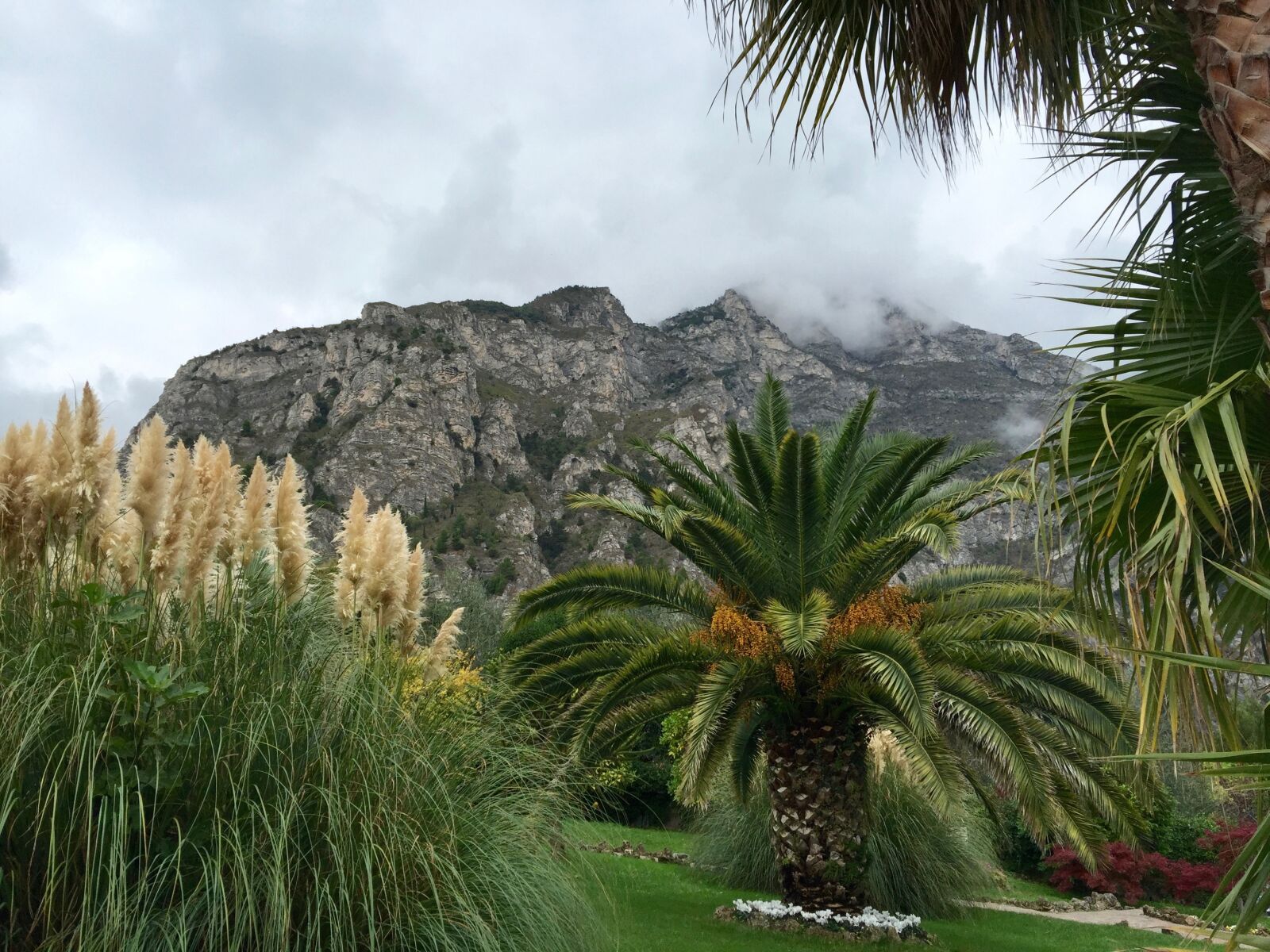 iPhone 6 Plus back camera 4.15mm f/2.2 sample photo. Palm trees, plant, green photography