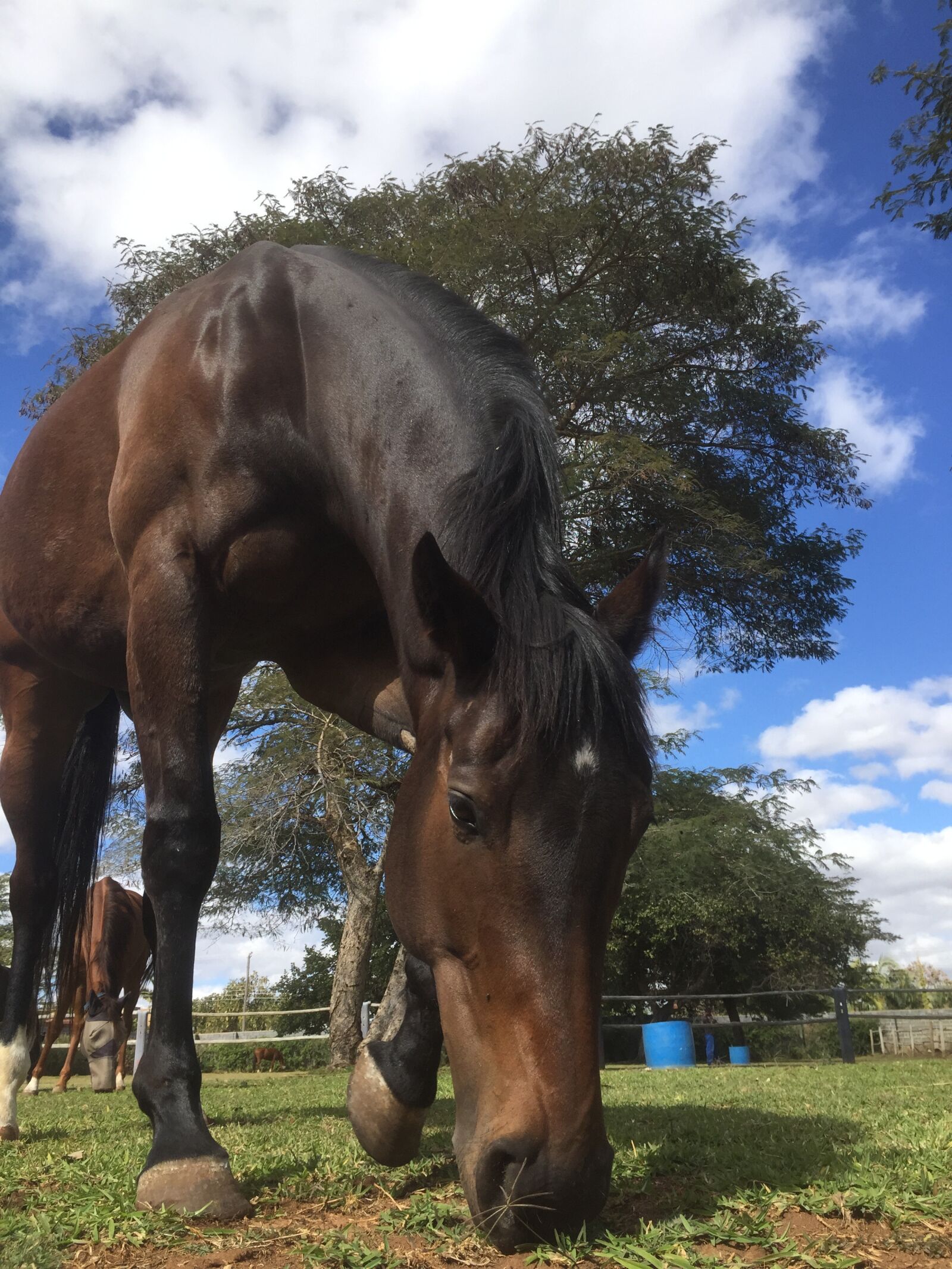 Apple iPhone 6 sample photo. Horse, beta, hage photography