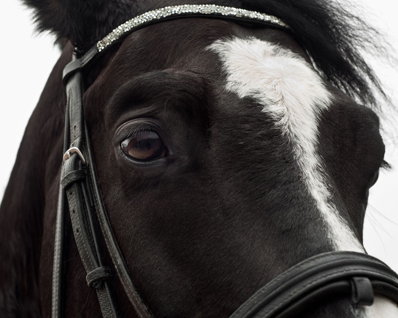 Nikon D300 sample photo. Horse, close up, eye photography