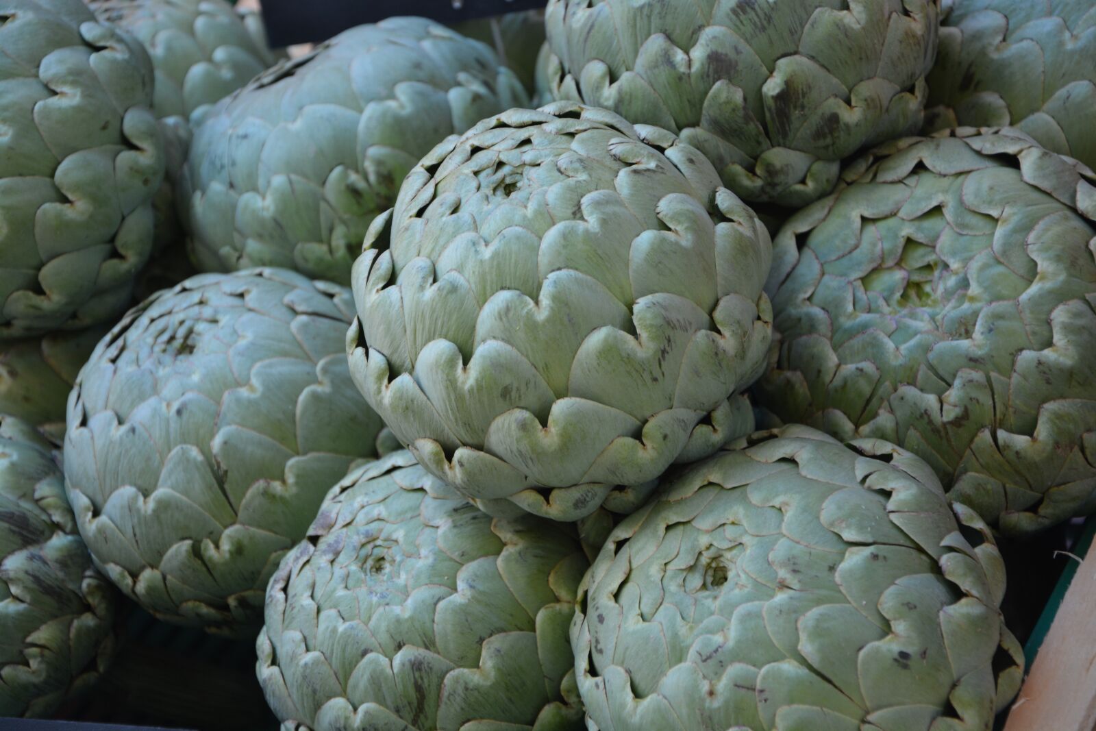 Nikon D5200 sample photo. Artichoke, vegetable, vegetable garden photography