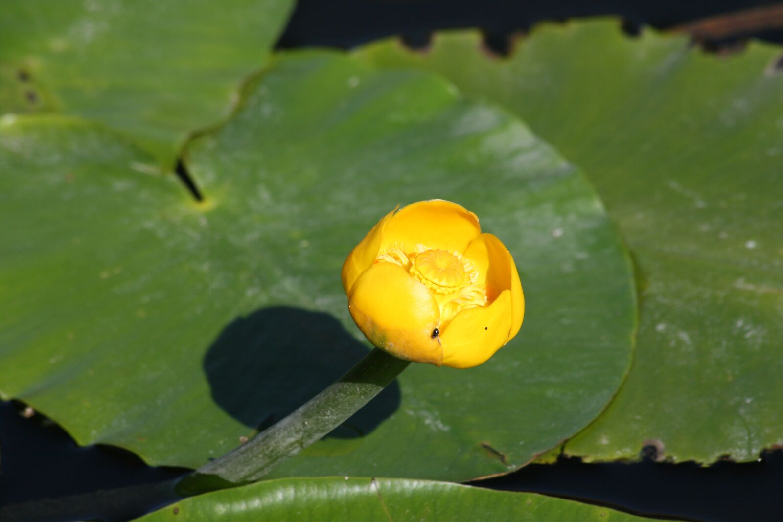 Canon EOS 400D (EOS Digital Rebel XTi / EOS Kiss Digital X) sample photo. Yellow water flower, pond photography