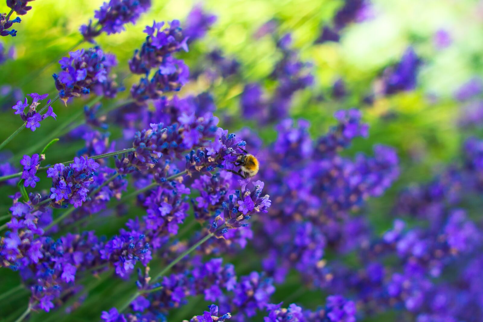 Sony SLT-A57 + Minolta AF 50mm F1.7 sample photo. Lavender, garden, flowers photography