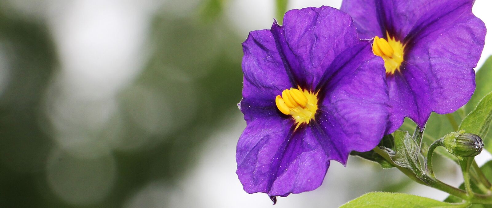 Canon EOS 550D (EOS Rebel T2i / EOS Kiss X4) sample photo. Gentian shrub, gentian flower photography