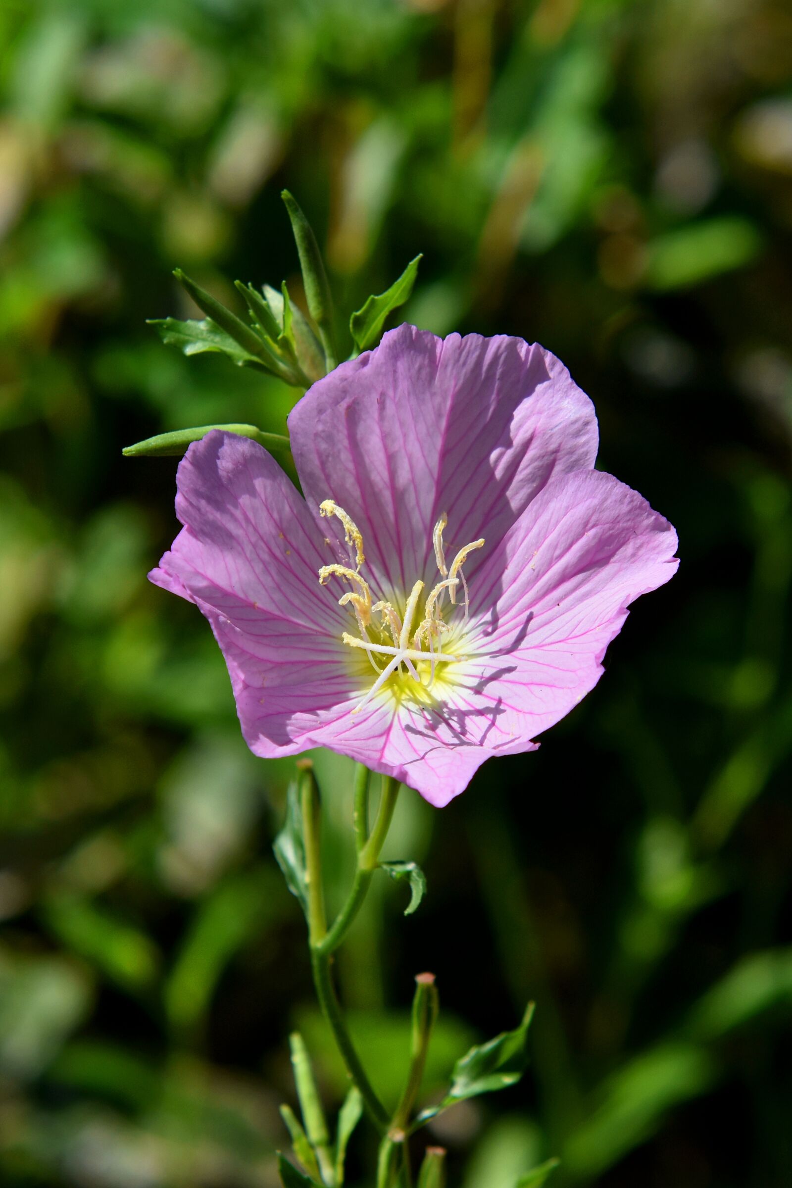 Nikon D3500 sample photo. Flower, primrose, oenothera photography