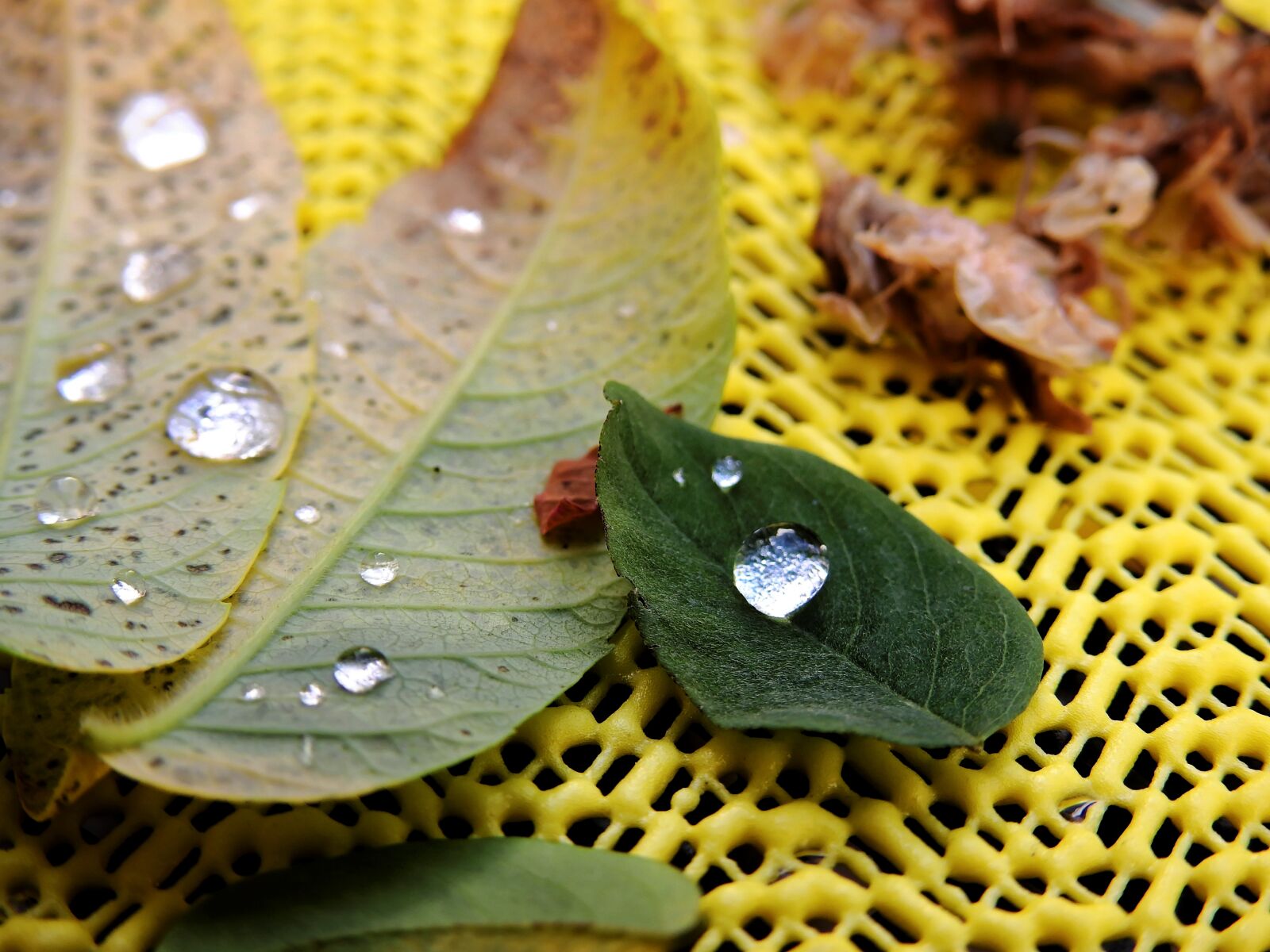 Nikon Coolpix P900 sample photo. Leaves, dew, drop of photography