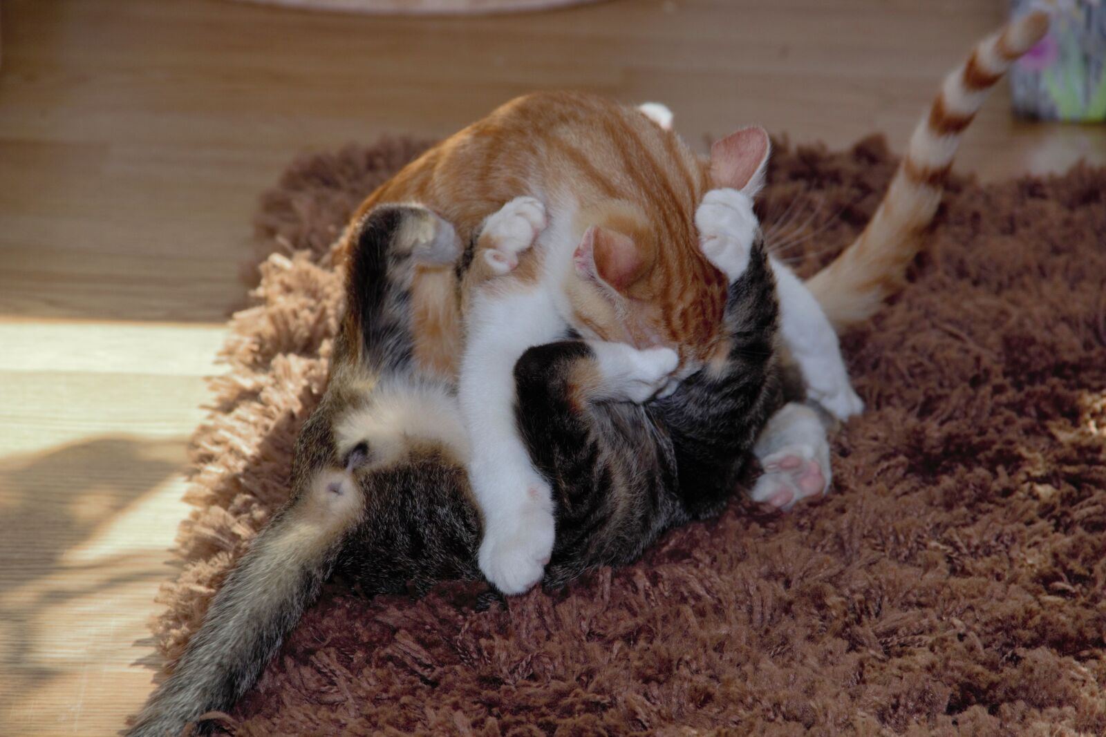 Canon EOS 600D (Rebel EOS T3i / EOS Kiss X5) sample photo. Cat, domestic cat, play photography