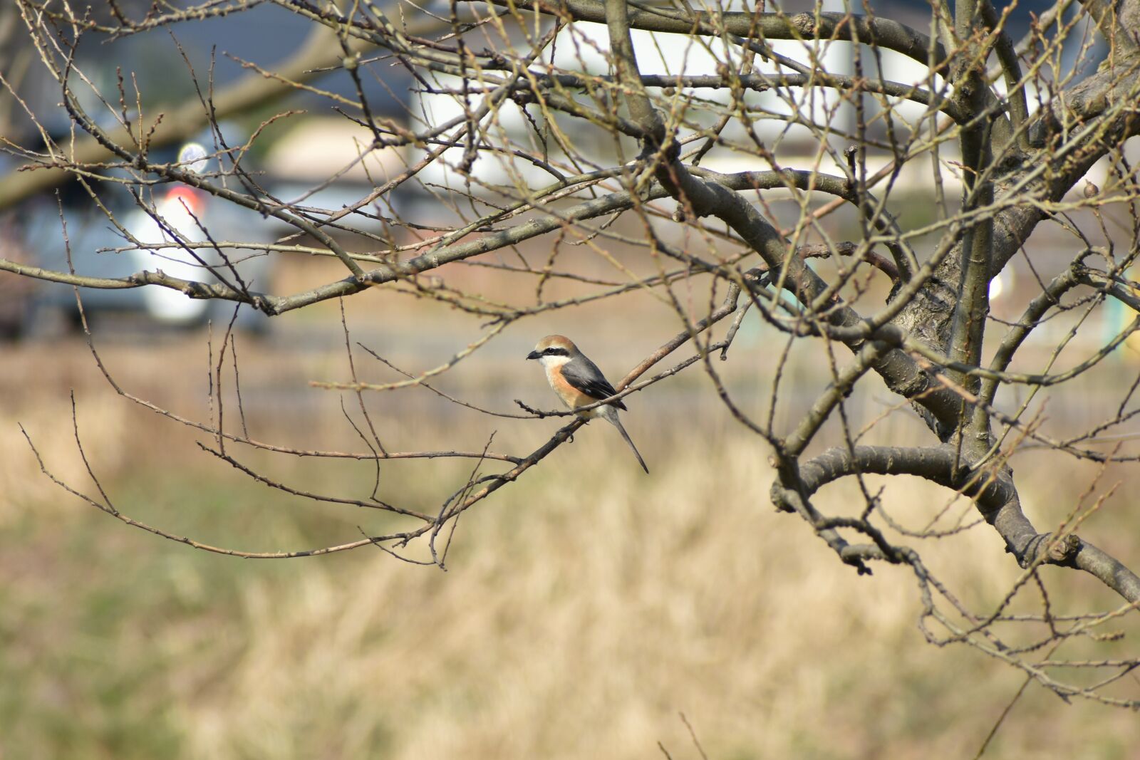 Nikon D7200 sample photo. Animal, park, grass photography