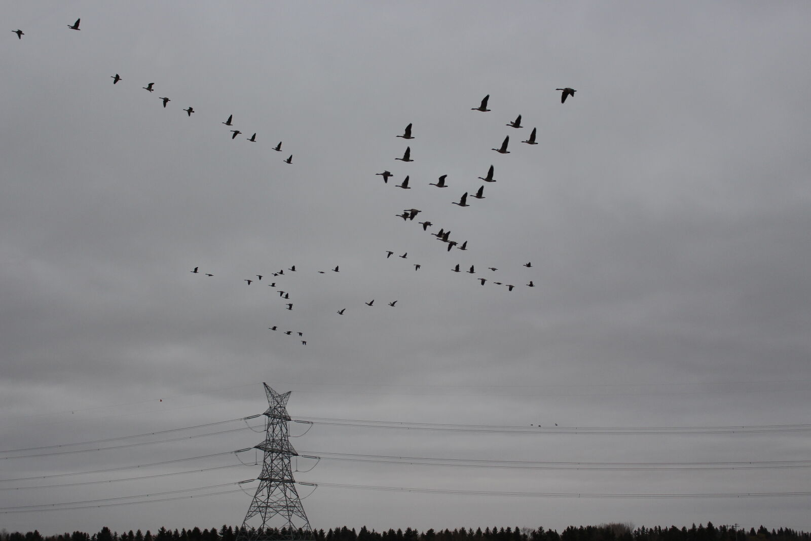 Canon EOS 700D (EOS Rebel T5i / EOS Kiss X7i) sample photo. Flight, flock, geese, gray photography