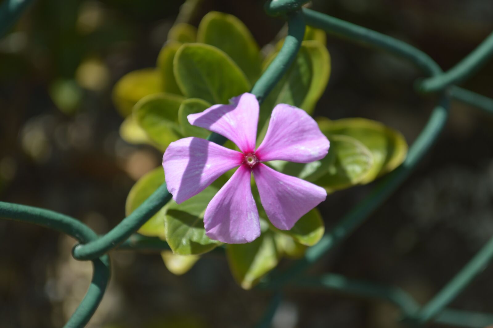 Nikon D3200 sample photo. Flowers, flower, petal photography