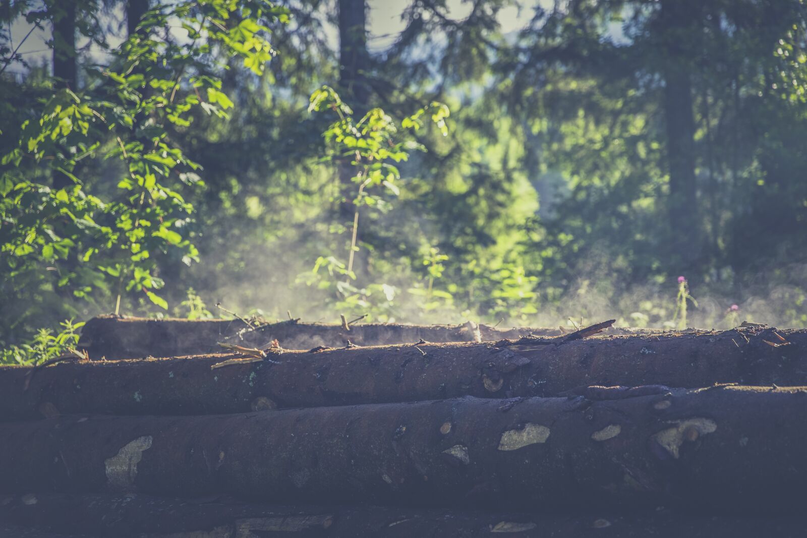Canon EF 24-70mm F2.8L II USM sample photo. Forest, wood, log photography