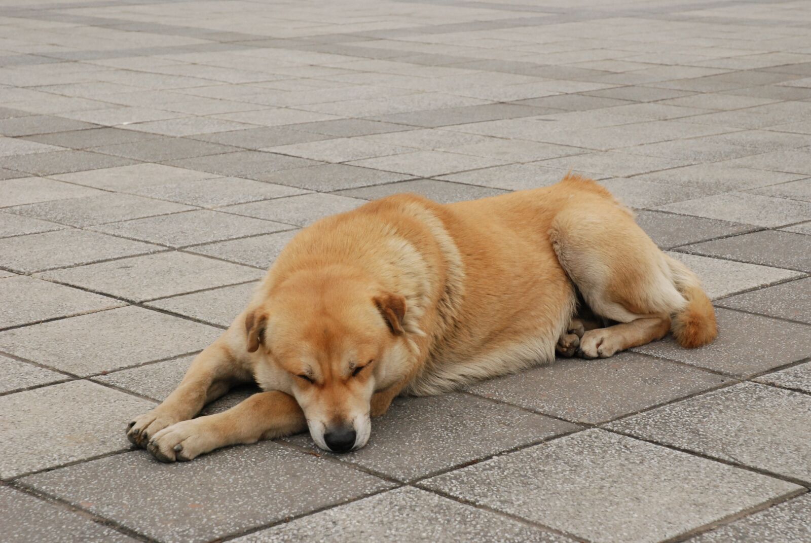 Nikon D80 sample photo. Dog, stray dog, brown photography