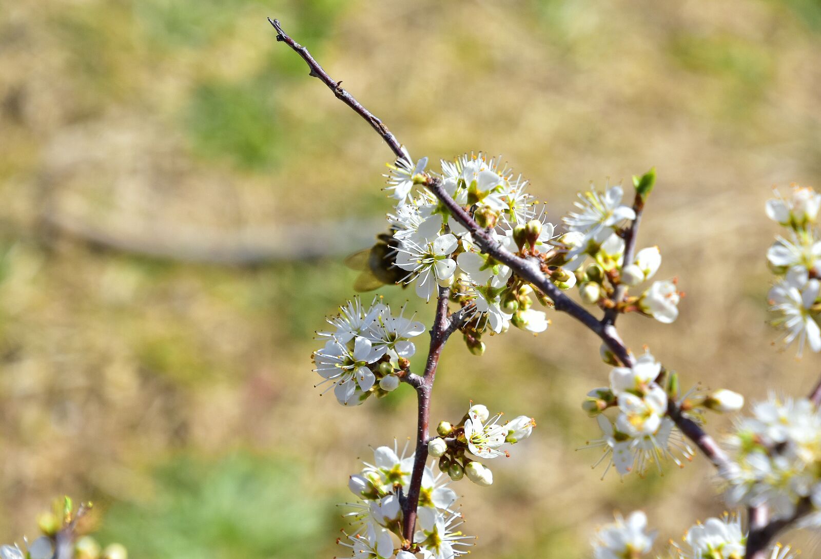 Nikon D7200 sample photo. Nature, plant, flower photography