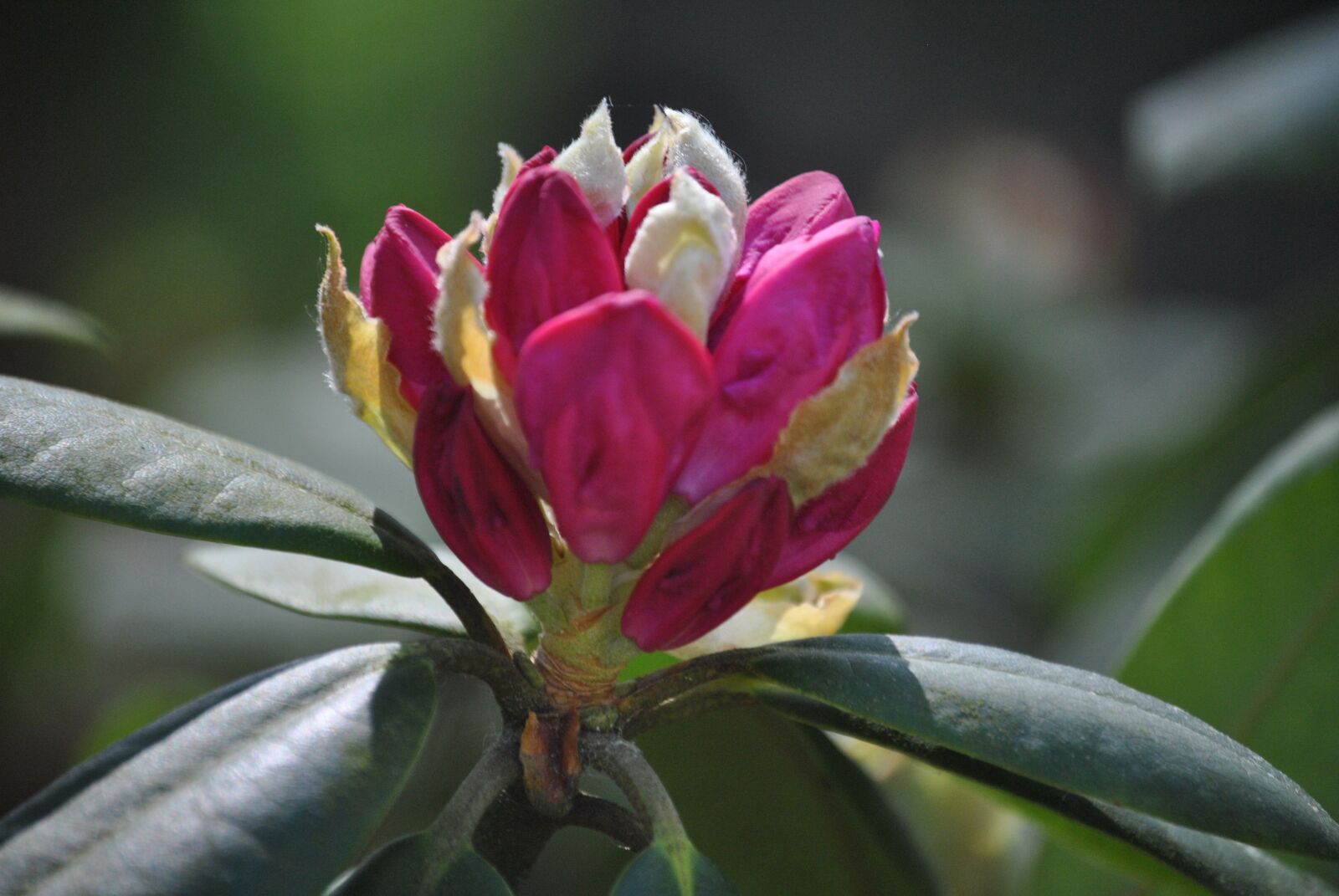 Nikon D3000 sample photo. Flowers, rhododendron, bush photography
