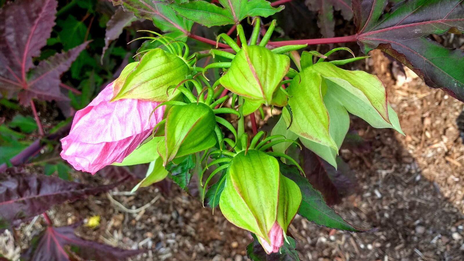 Motorola Moto G (4) sample photo. Hibiscus, flower, plant photography