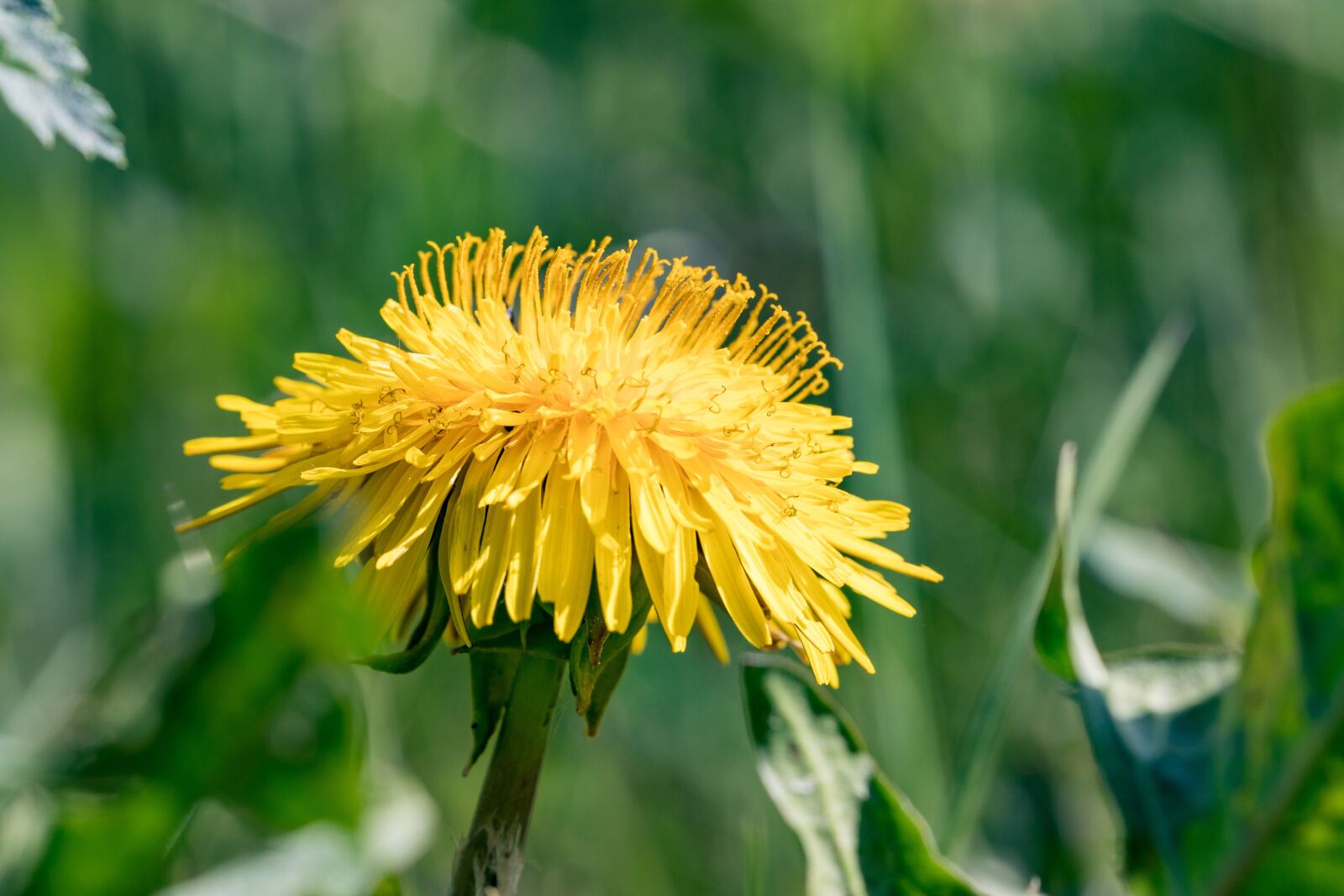Canon EOS 5D Mark IV + Canon EF 100mm F2.8L Macro IS USM sample photo. Dandelion, close up, green photography