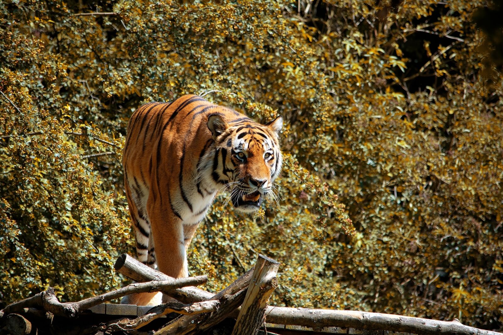 Nikon D7100 sample photo. Tiger, animal, animal world photography