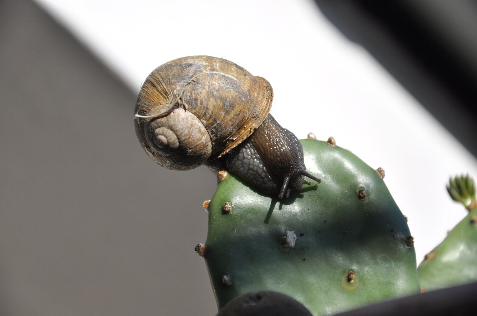 Nikon D90 sample photo. Snail, mollusk, gastropod photography