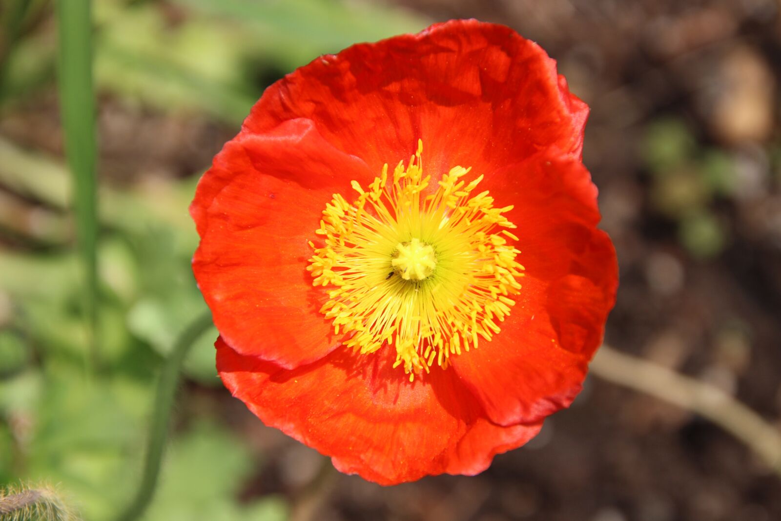 Canon EOS 600D (Rebel EOS T3i / EOS Kiss X5) sample photo. Iceland poppy, flower, orange photography