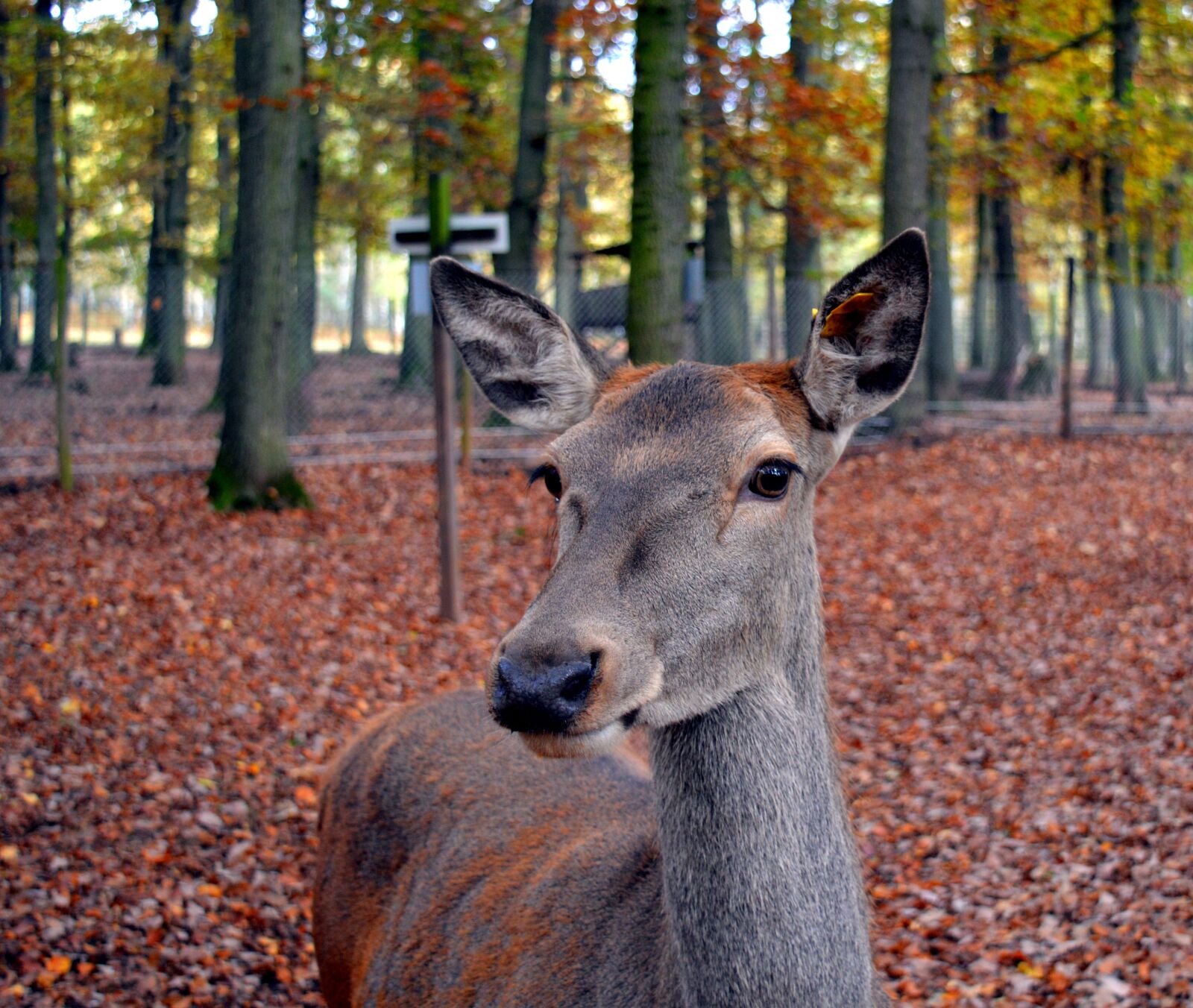 Nikon D3200 sample photo. Roe deer, wild, scheu photography