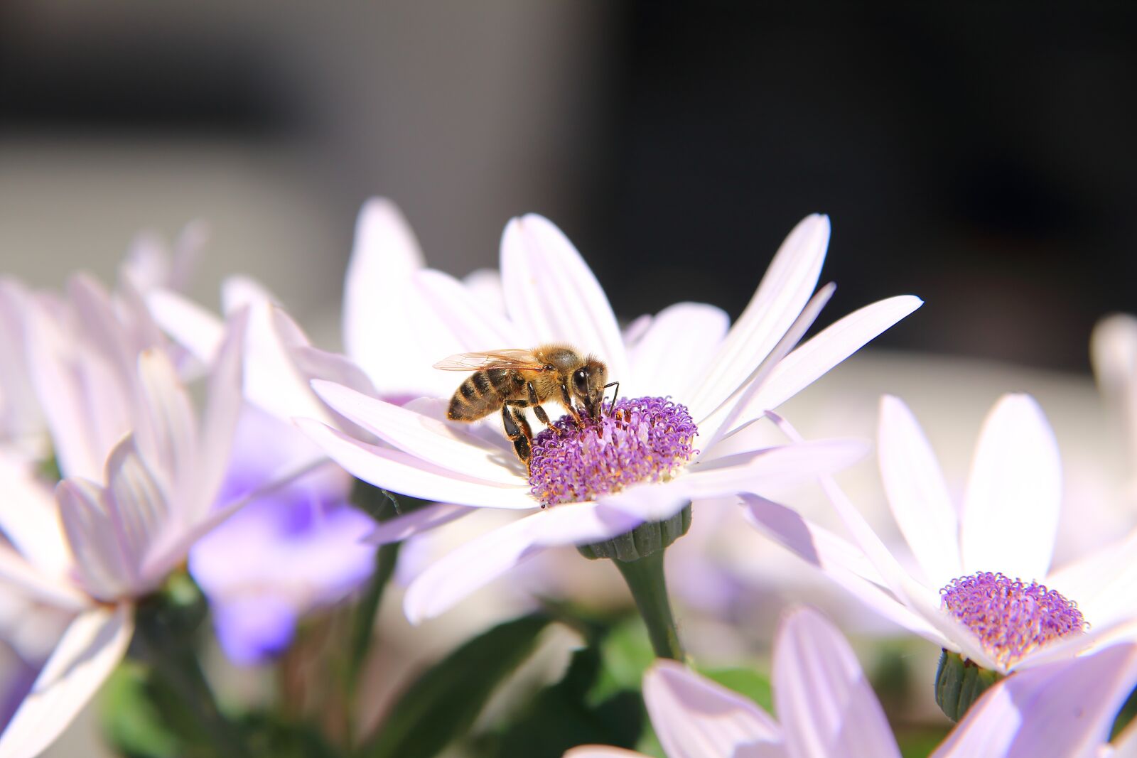 Canon EOS 70D sample photo. Bee, wild bee, flowers photography
