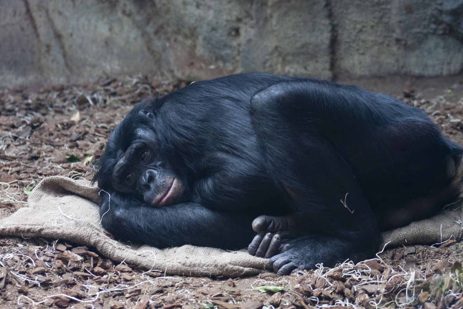 Canon EOS 40D + Canon EF 75-300mm f/4-5.6 USM sample photo. Bonobo, ape, resting photography